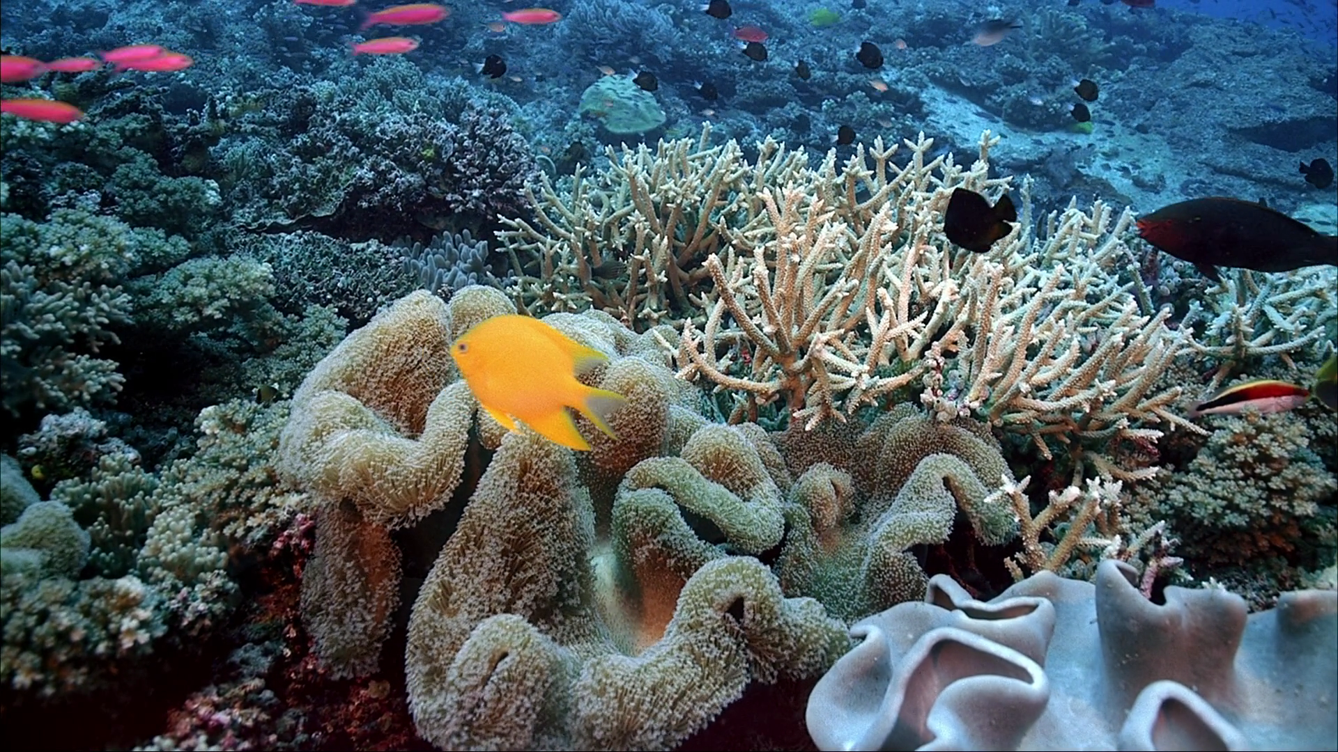 Сообщение растительный мир в океане. Риф Туббатаха Филиппины. Большой Барьерный риф коралловые полипы. Коралловые полипы в индийском океане.