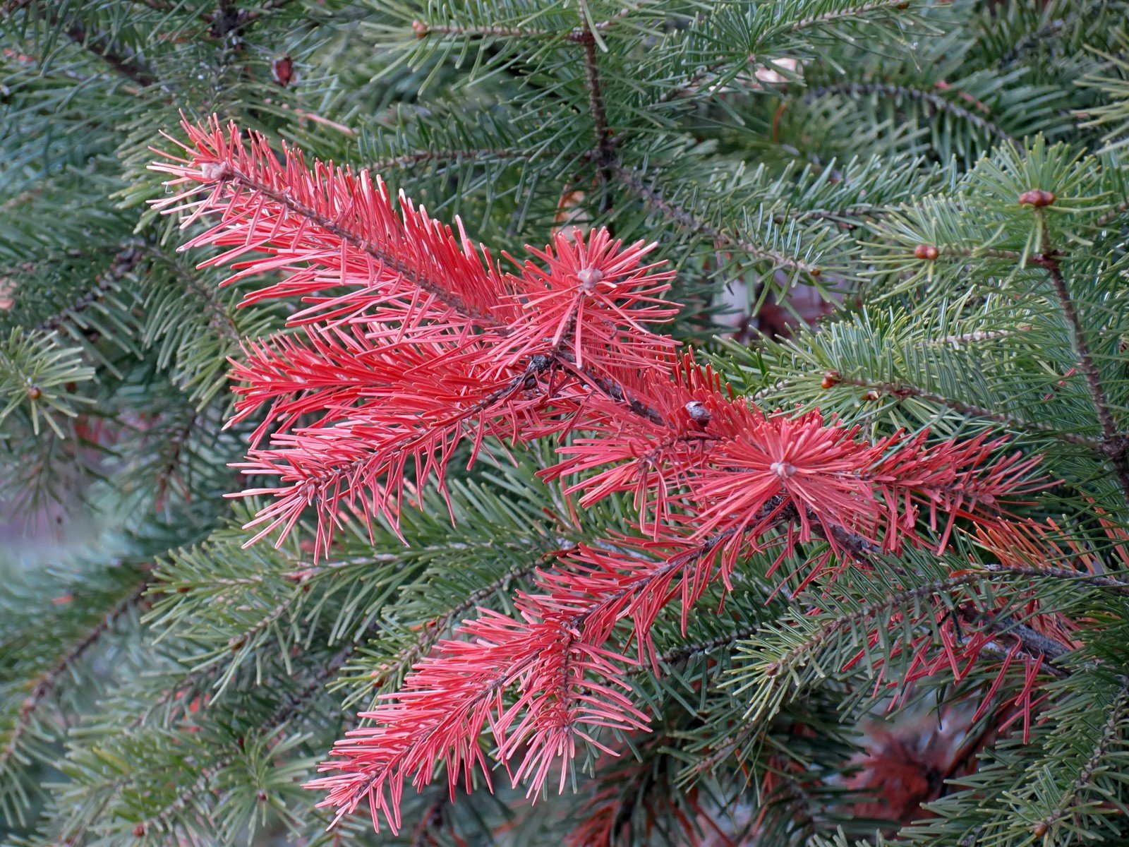 Красные ели в природе. Ель cruenta. Ель Круента (cruenta). Ель красная Picea Rubens Nova Scotia Canada. Ель обыкновенная cruenta.