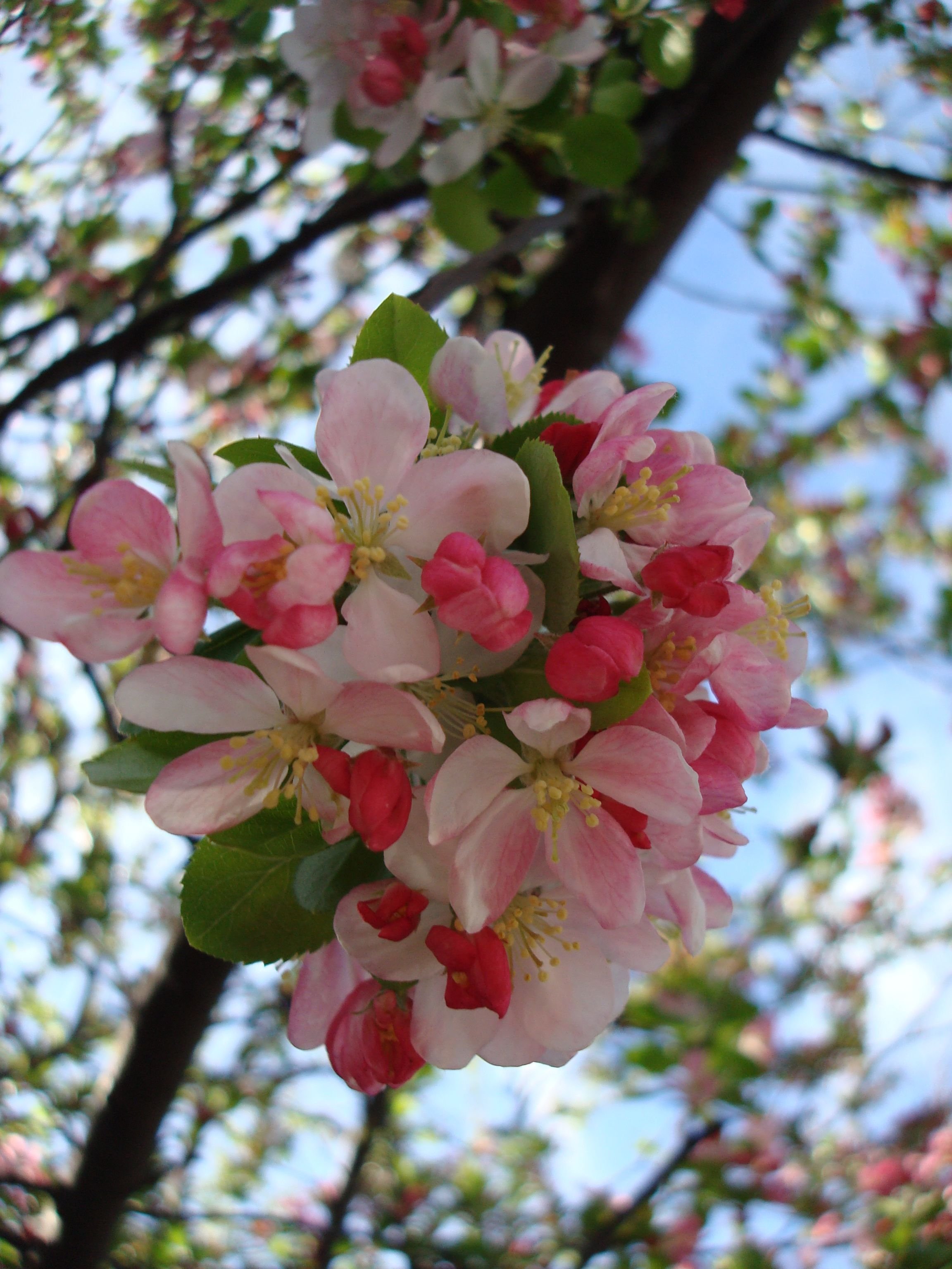 Цвета ли яблони. Яблоня черри блоссом. Яблоня Мельба цветет. Яблоня Флорина цветет. Яблоневый цвет (Malus domestica).