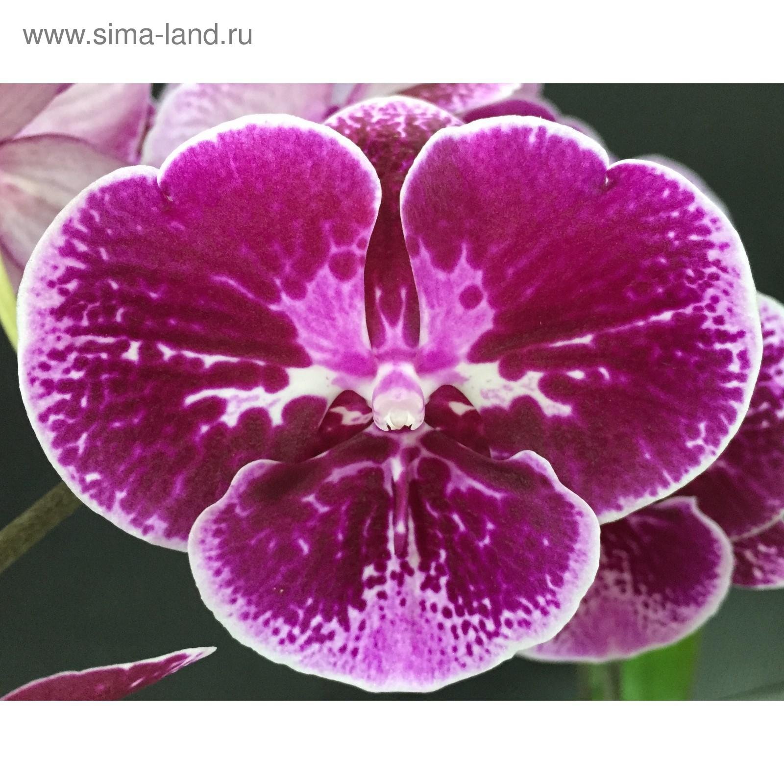 Мики Дансер Орхидея