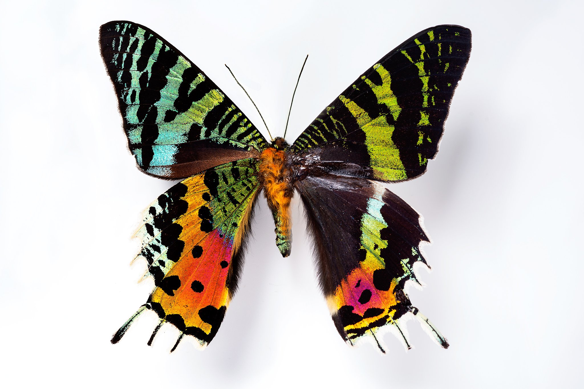 Бабочка Урания Мадагаскарская