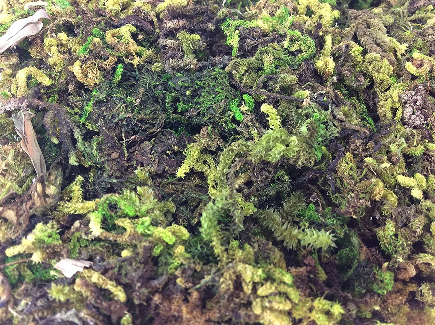 Эдафофильные водоросли. Ирландский мох водоросль. Норвежский мох. Водоросли симбионты.