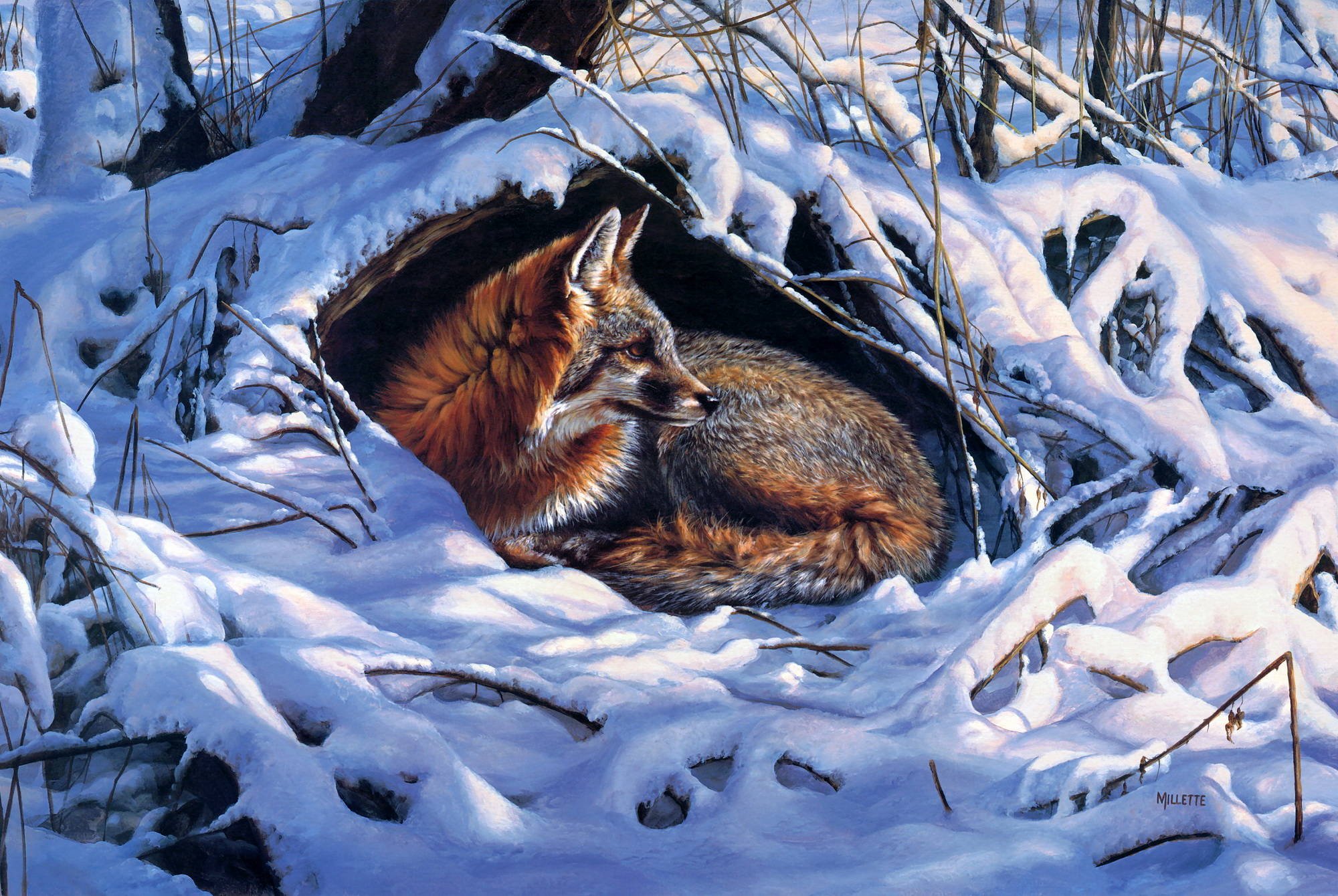 Лиса щука. Художник дикой природы Розмари Миллетт. Звери в лесу. Животные в зимнем лесу.