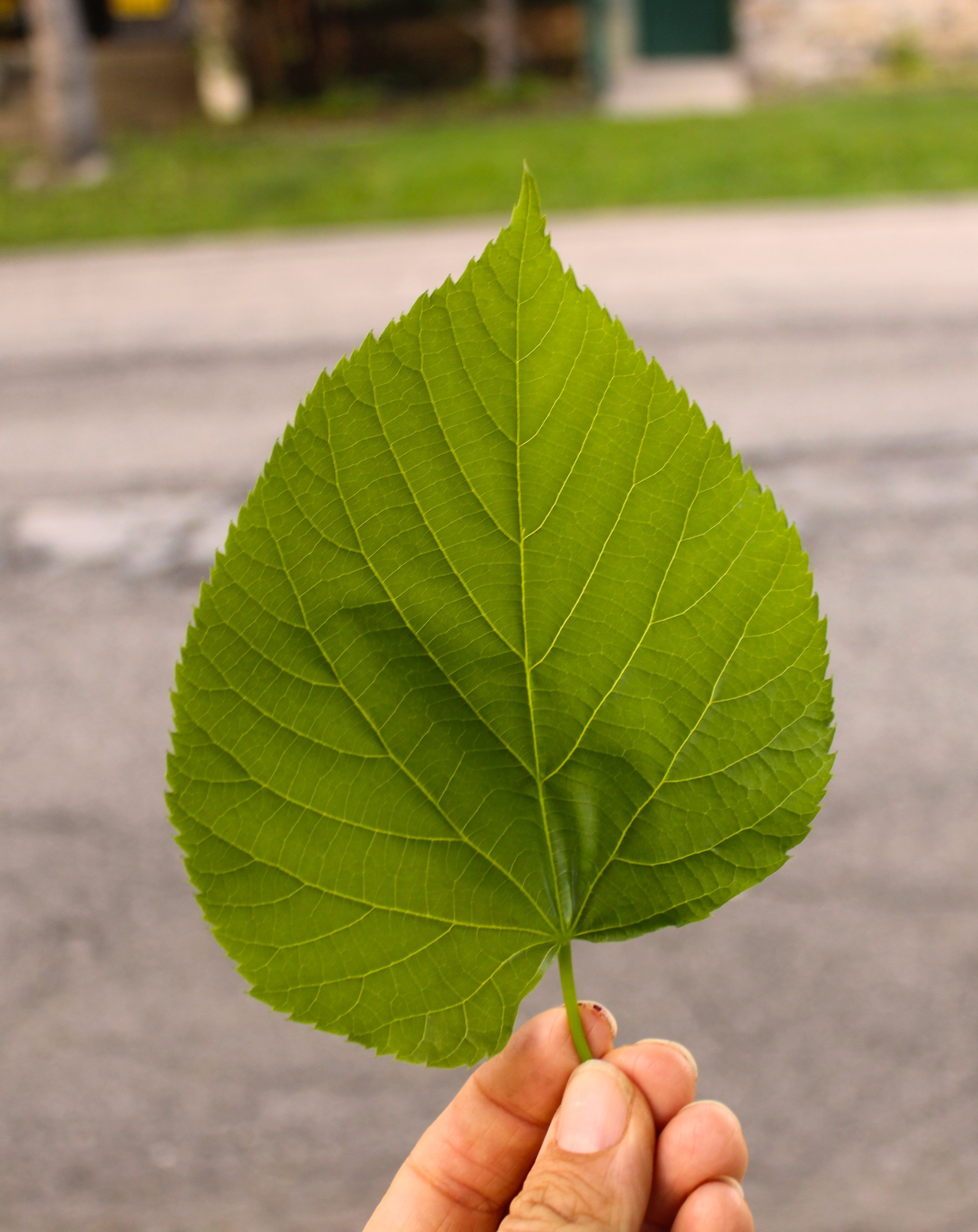 Leaf. Липа мелколистная лист. Липа мелколистная листва. Липа мелколистная листок. Липа мелколистная дист.