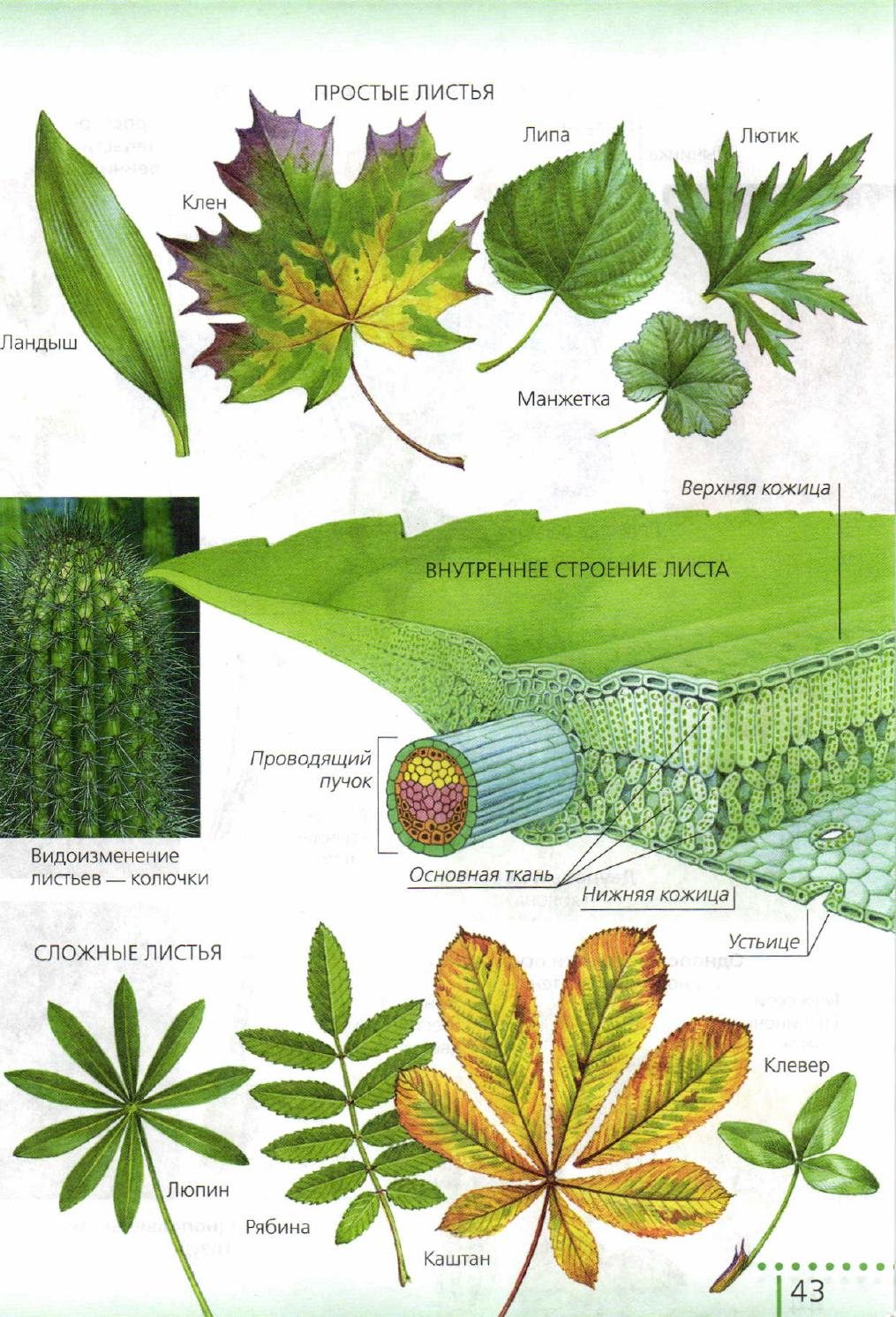 Внутреннее строение листа ботаника