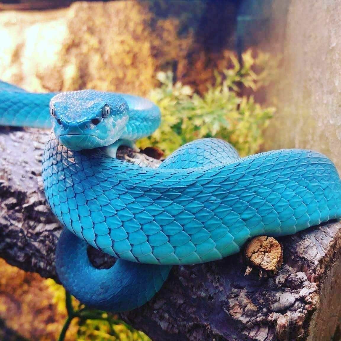 Синяя змейка. Голубая куфия гадюка. Голубая комодская куфия. Белогубая куфия. Голубая комодская куфия (Trimeresurus insularis.