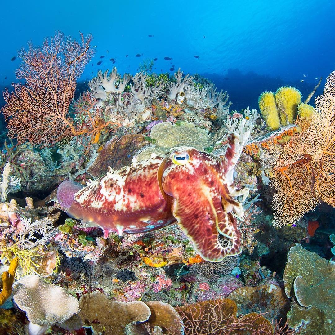 Про обитателей океана. Карибские рифовые кальмары. Фауна Ионического моря. Обитатели Средиземного моря. Жители океана.