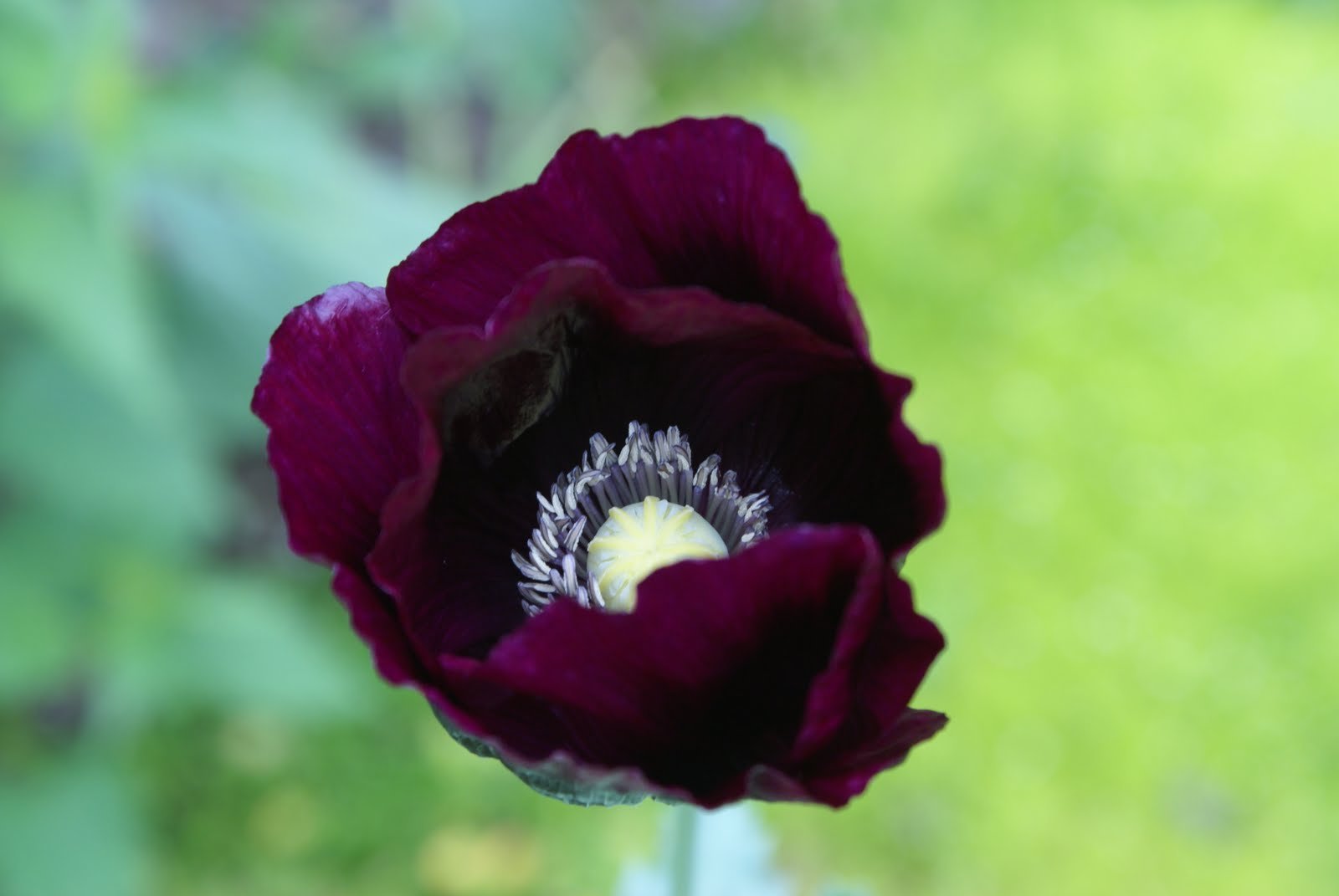 Мак снотворный фото как выглядит. Мак снотворный (Papaver somniferum). Мак Papaver Purple Ball. Мак снотворный фиолетовый. Мак снотворный красный.