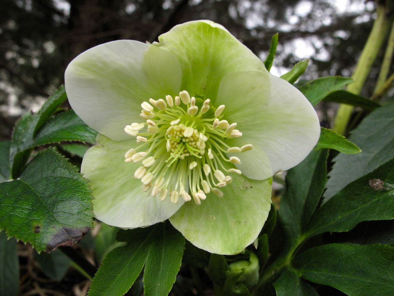 Морозник белый. Морозник геллеборус. Морозник (геллеборус, Helleborus). Морозник orientalis 'Bollene'.