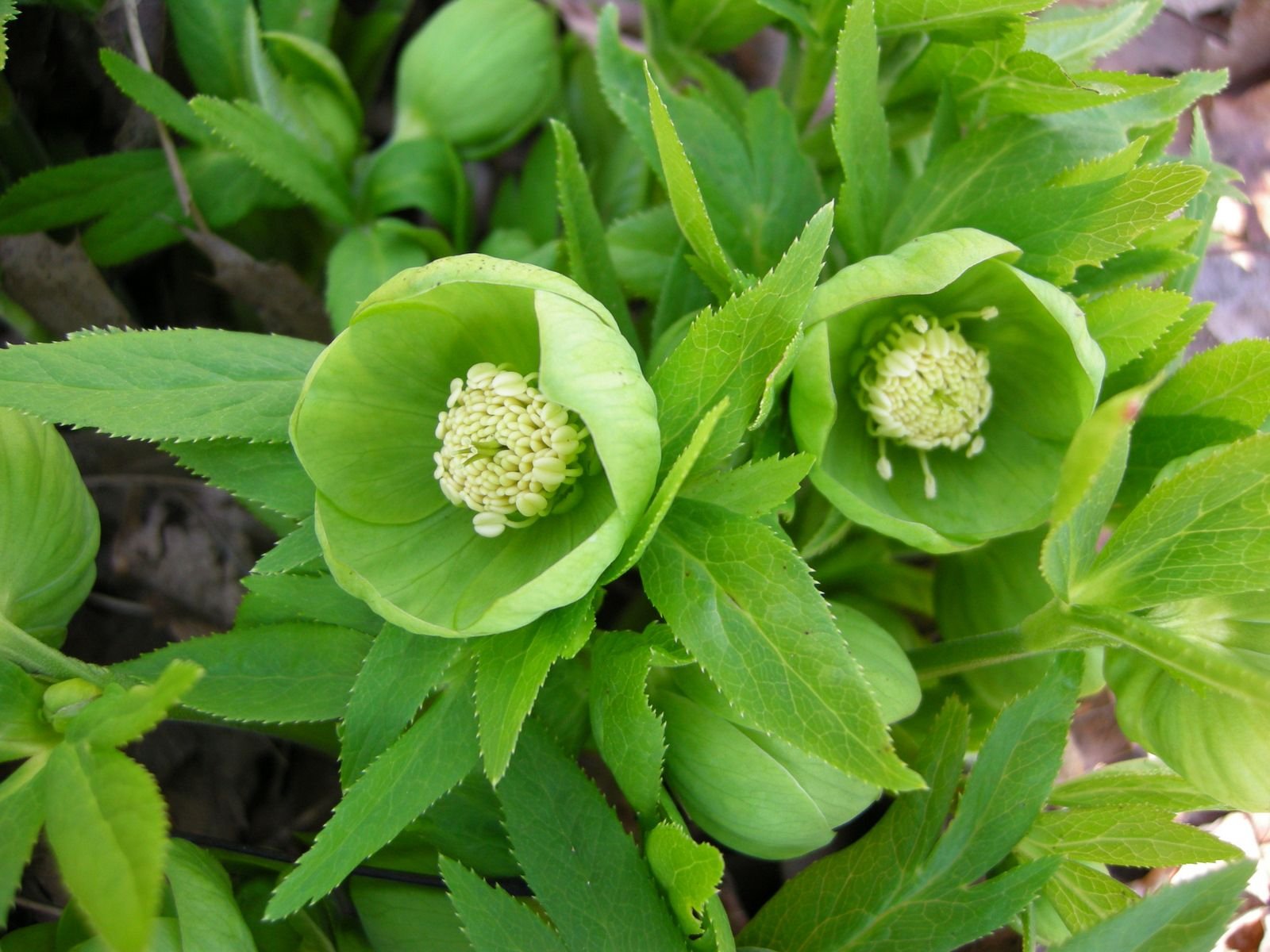 Helleborus cyclophyllus