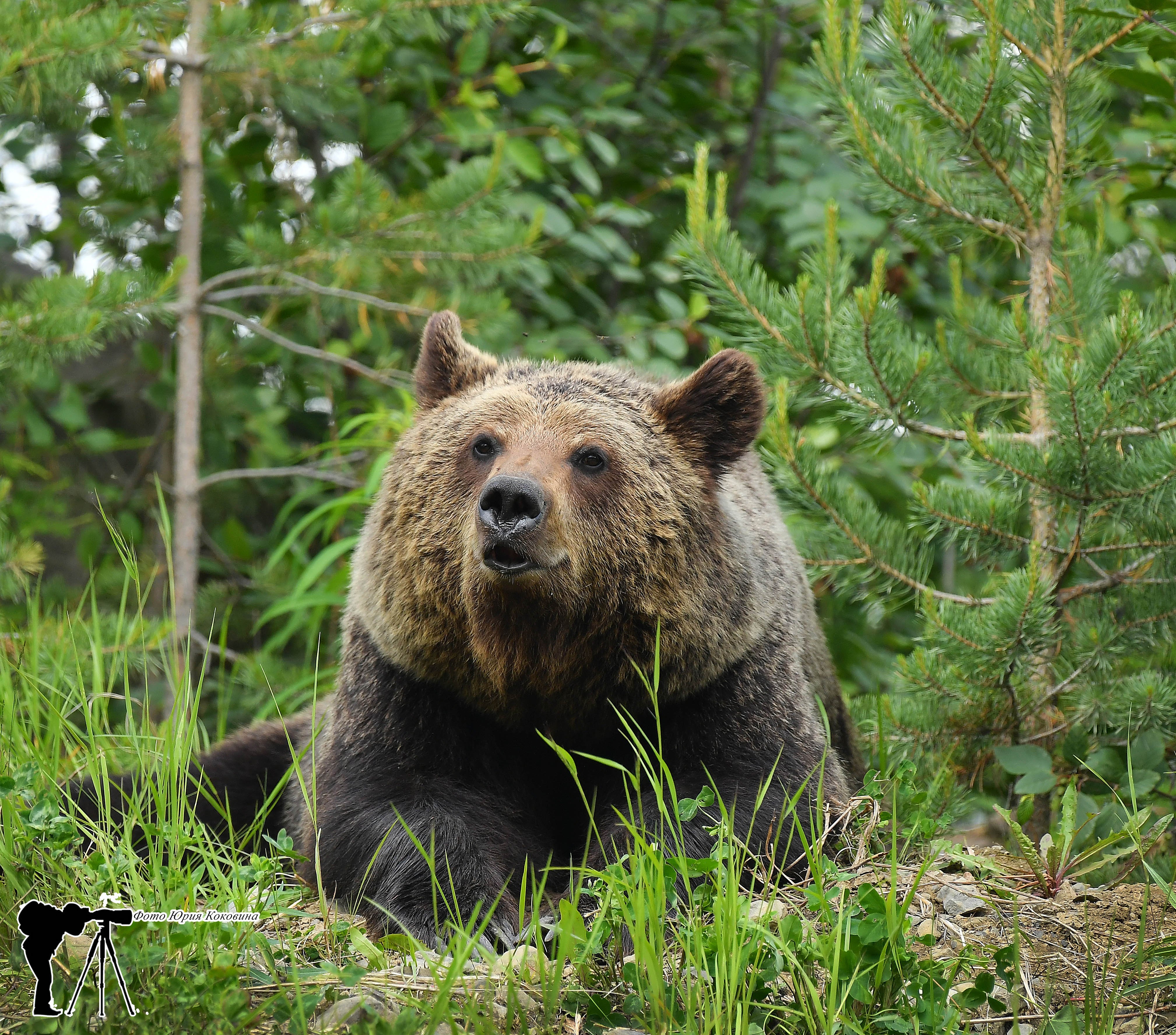 Какие животные есть в якутии. Бурый медведь в Якутии. Бурый медведь в тайге. Животные тайги бурый медведь. Кузнецкий Алатау бурый медведь.