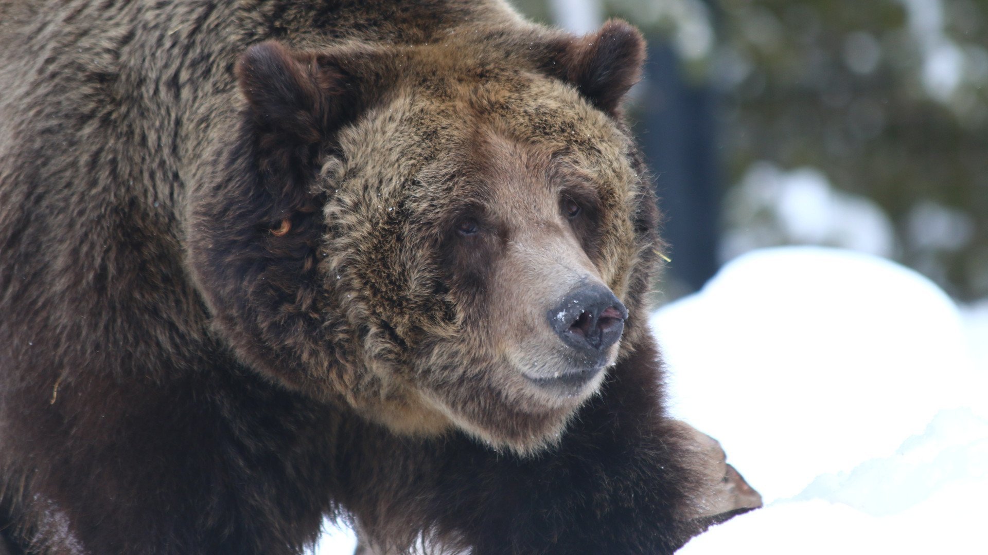 К чему снится много медведей. Медведь Гризли. Медведь Гризли злой. Бурый медведь вес.