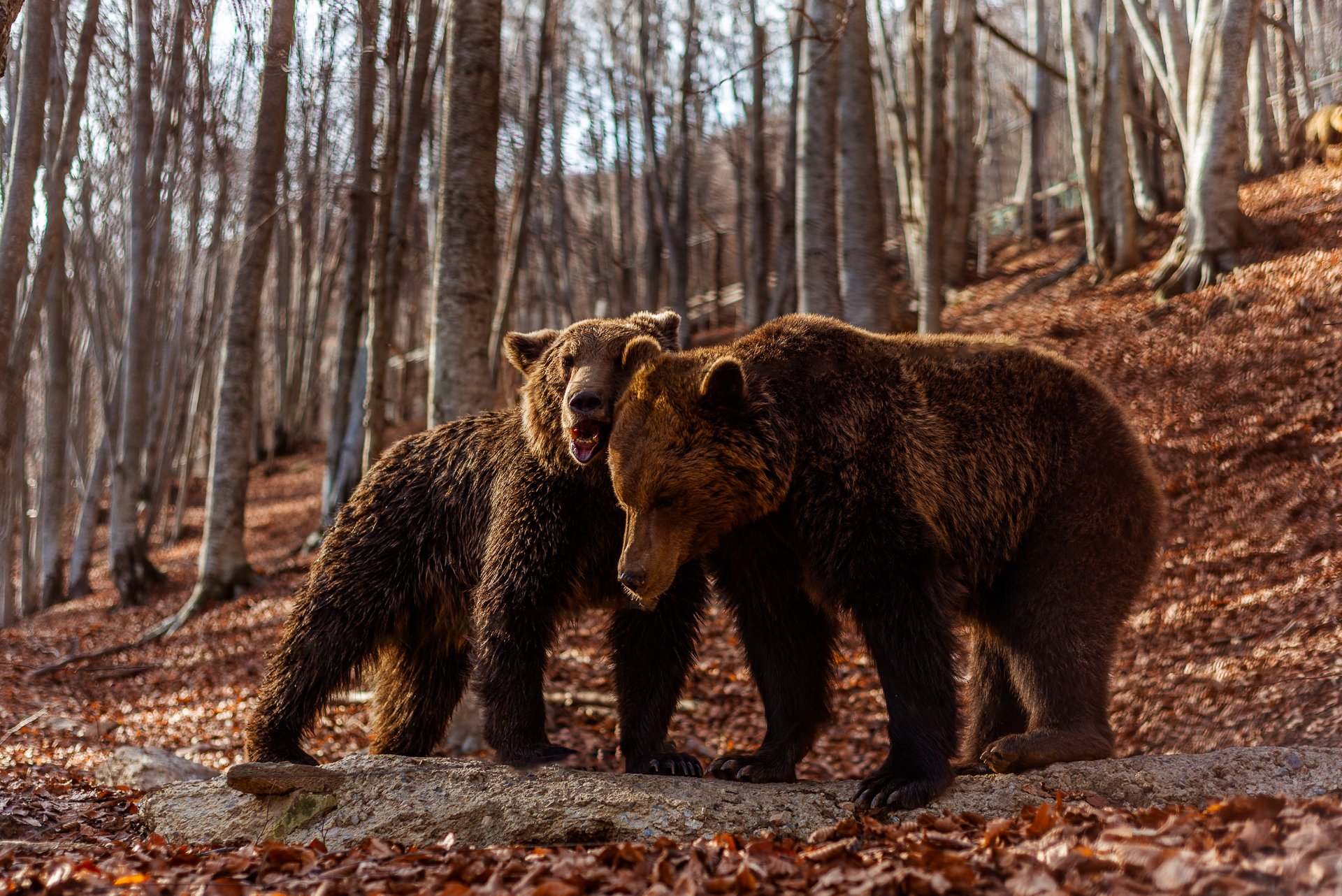К чему снится много медведей. Бурый медведь. Медведи в Греции. Европейский медведь. Бурый медведь Беларуси.