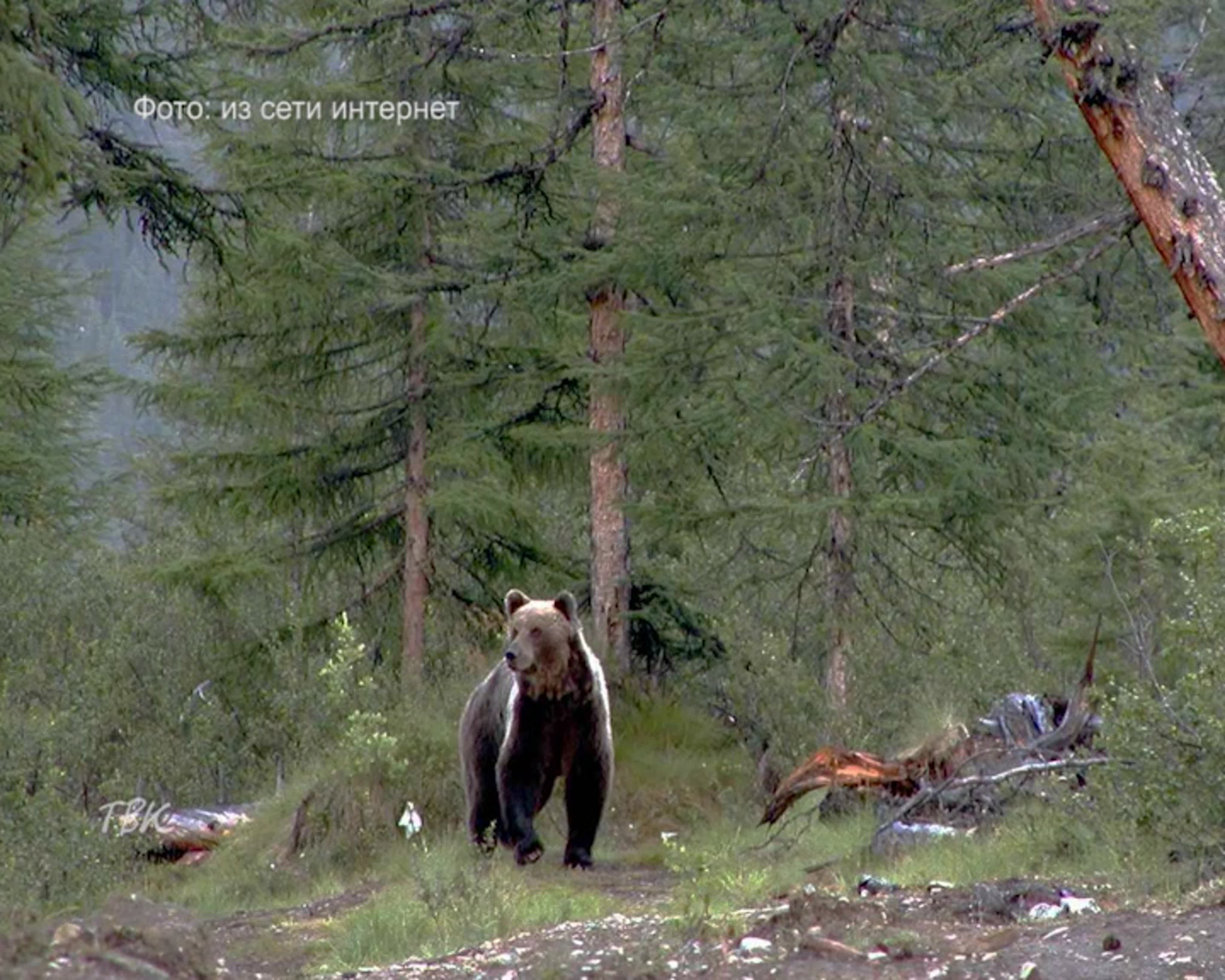 Охотники тайги жизнь. Тайга Северного Урала. Медведь в тайге. Медведь в лесу. Медвежонок в тайге.