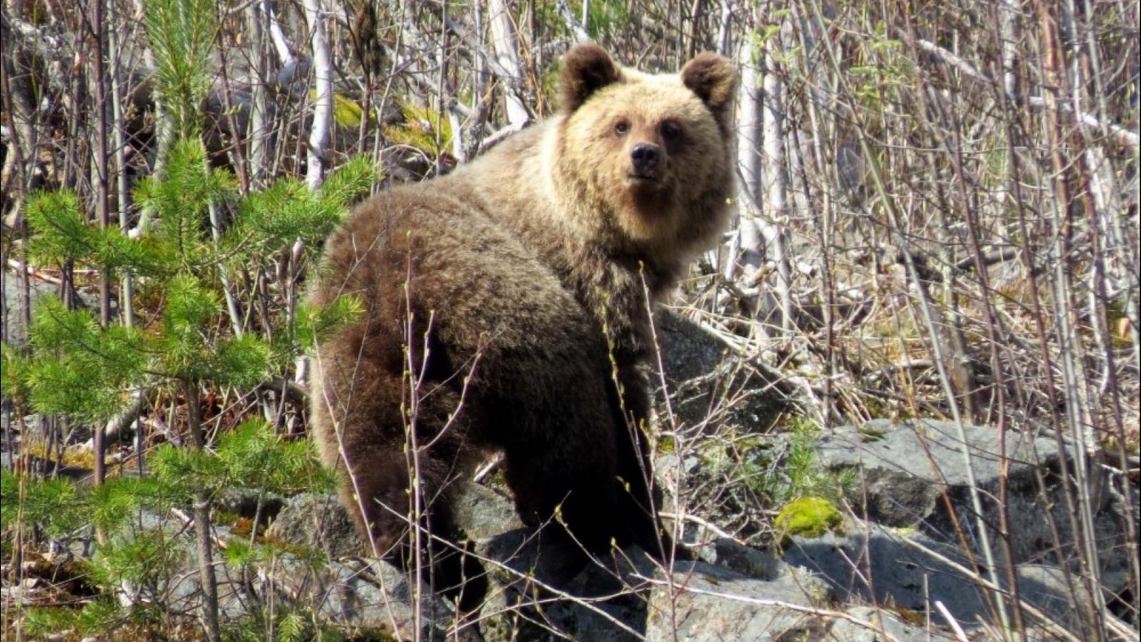Бурый медведь животное распространенное на территории. Кивач заповедник медведь. Бурый медведь Кивач. Заповедник Кивач животные.