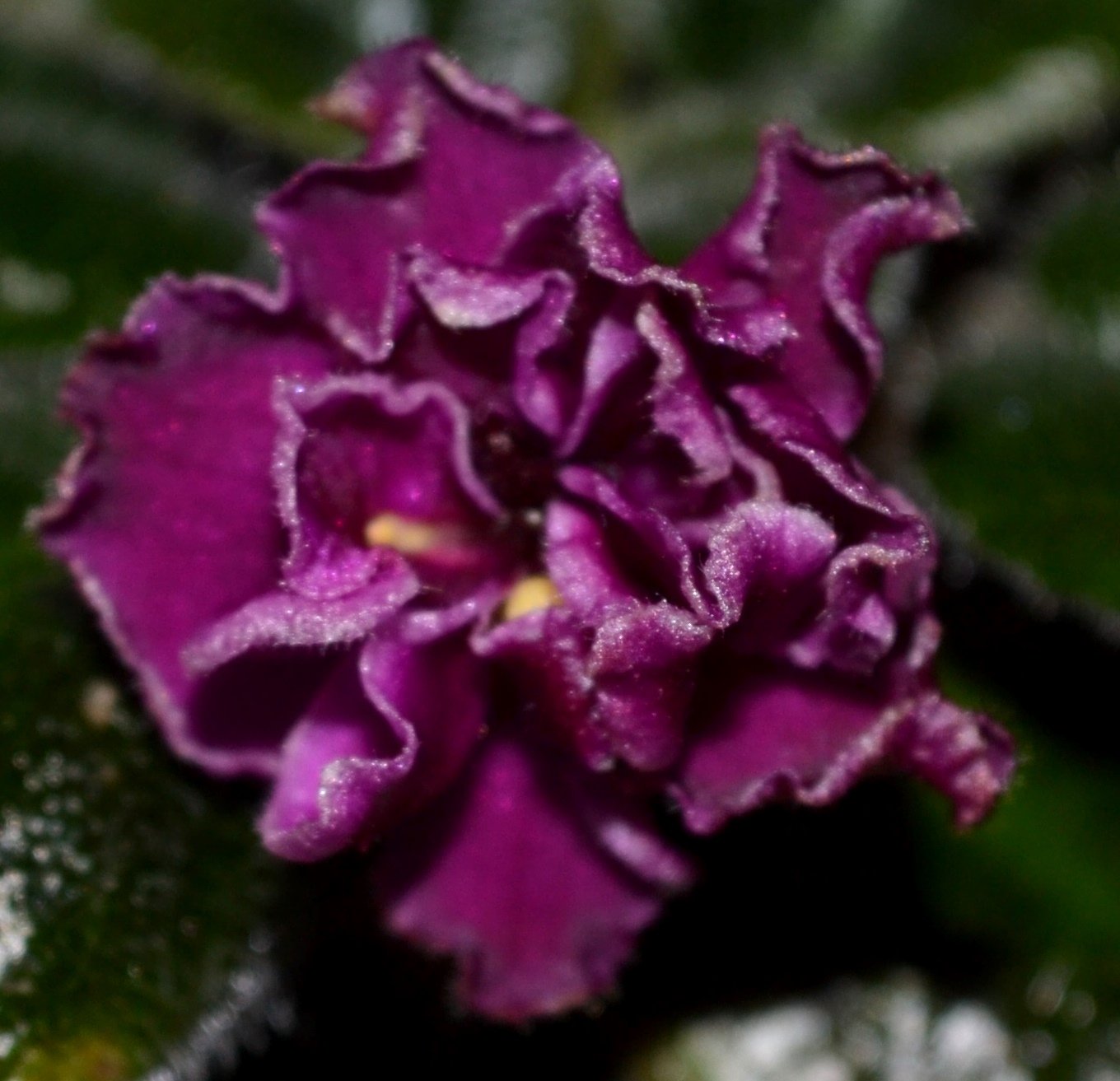 Фиалка African Violet Ness