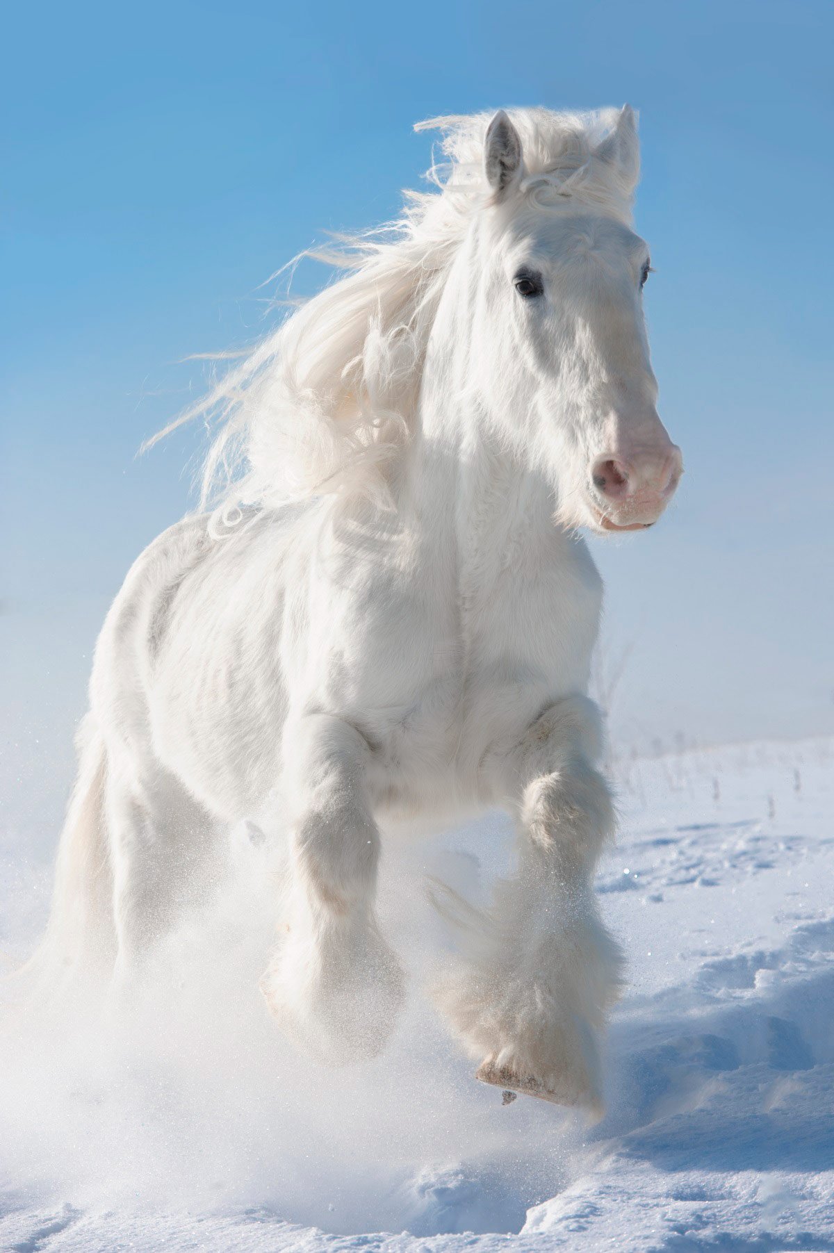 Белые кони кадышевой. Белая лошадь. Красивый белый конь. Снежный конь. Красивые лошадки.