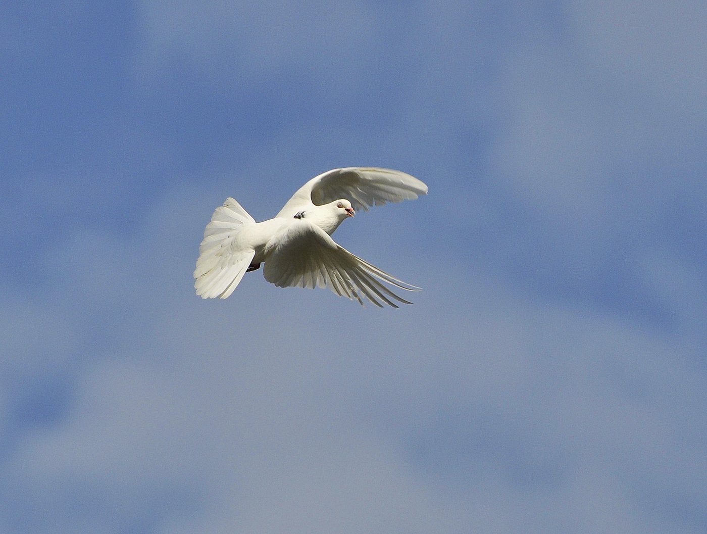 Мама голуби летят. Белый голубь. Голубь в полете. Белая птица. Голуби в небе.