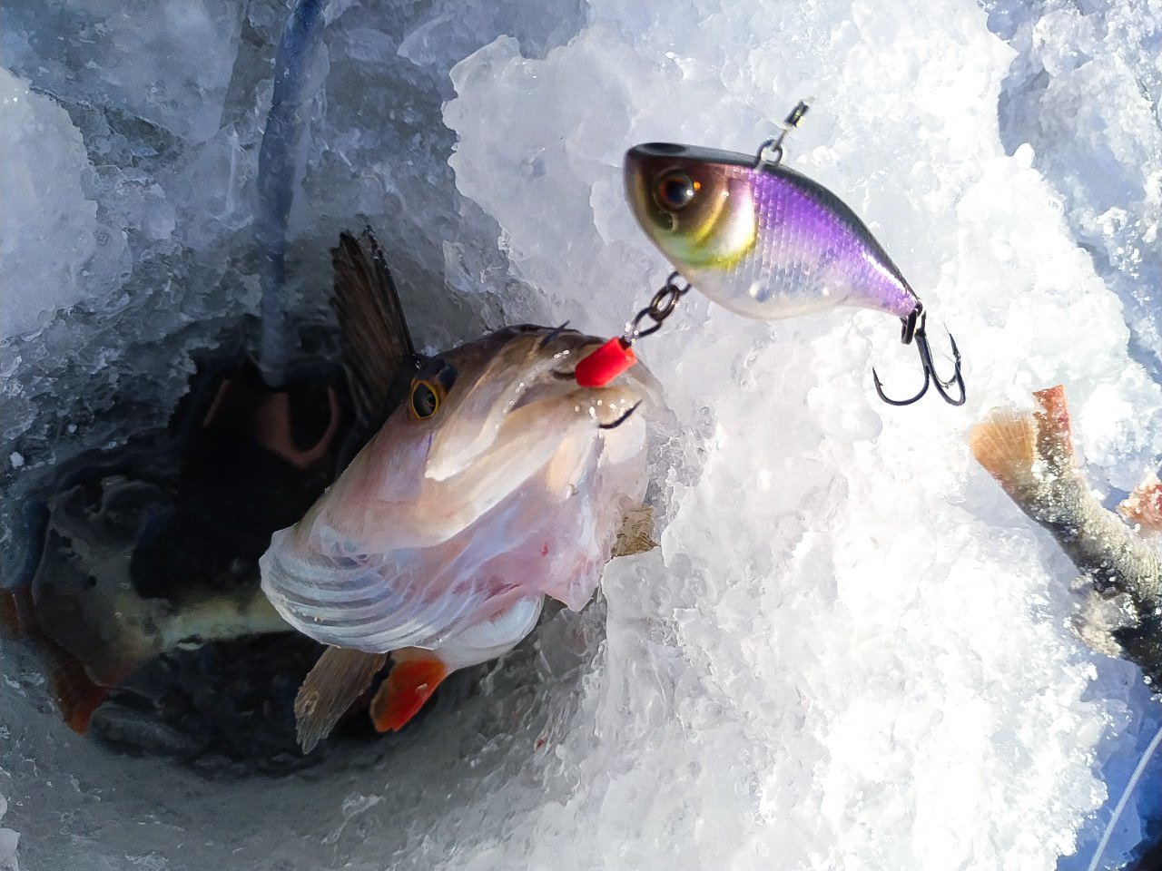 Лов зимой. Поппер на окуня. Зимняя рыбалка на льду. Ловля окуня со льда. Окунь на льду рыбалка.