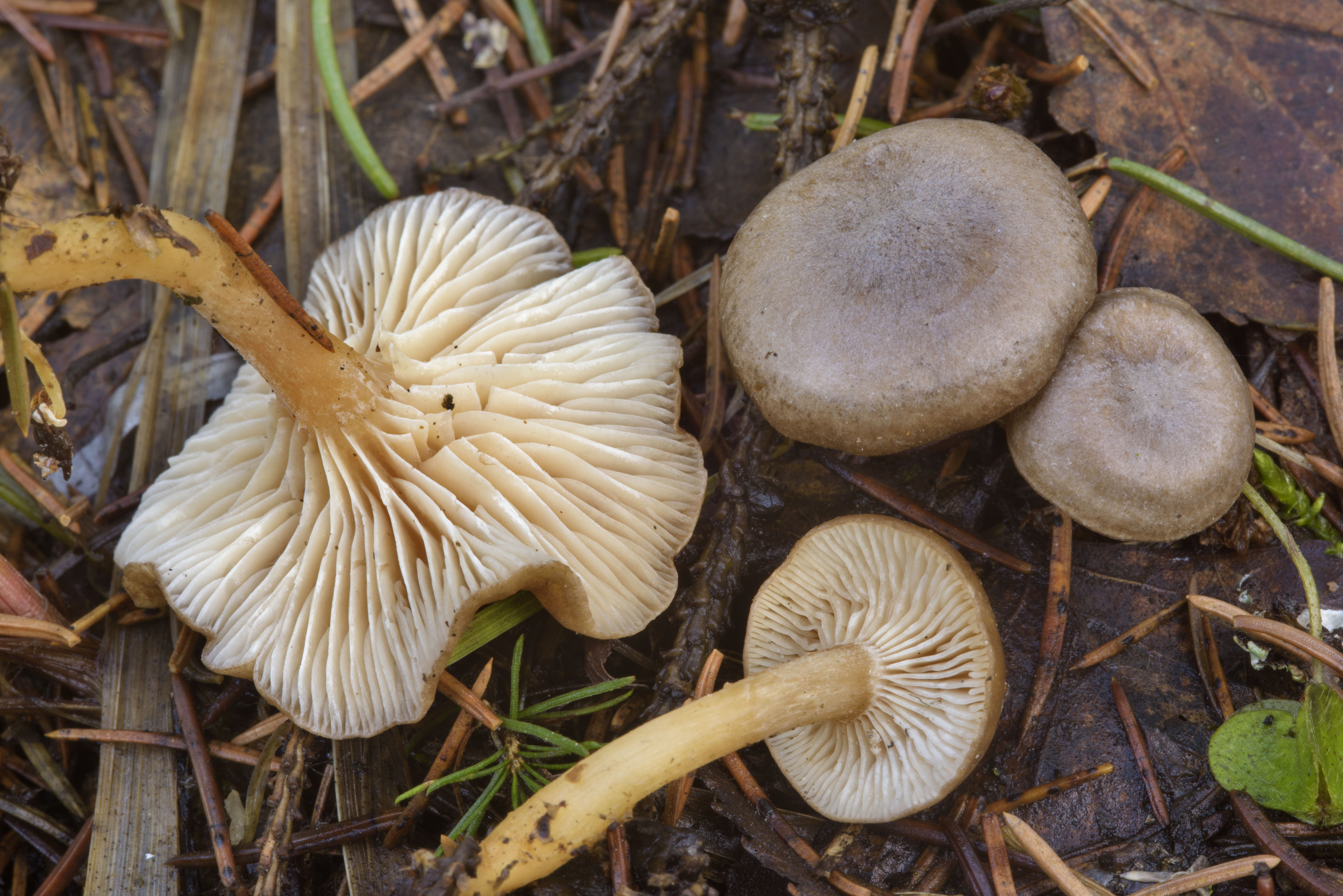 Говорушка бледноокрашенная. Clitocybe metachroa