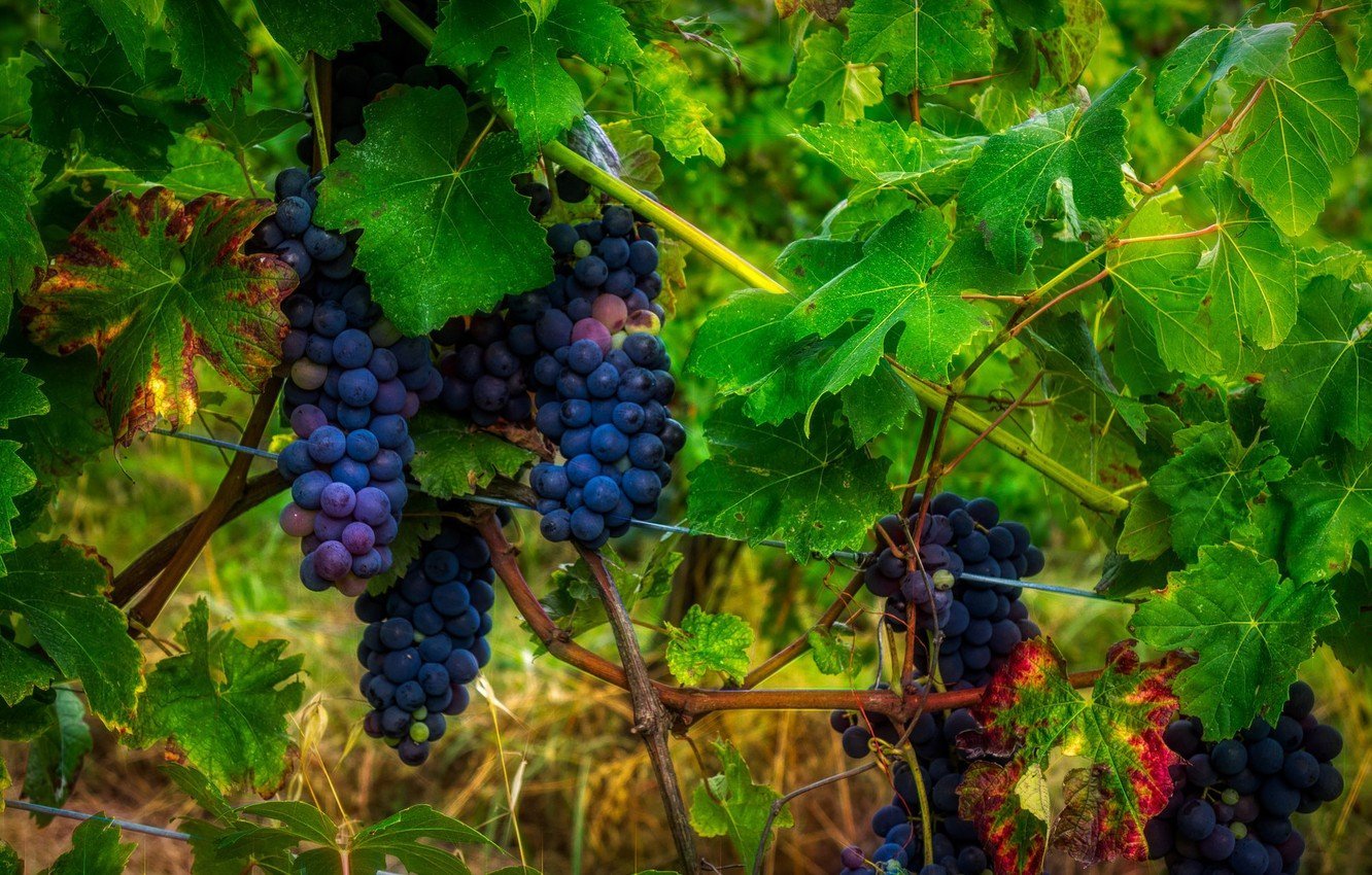Виноград синий большая гроздь