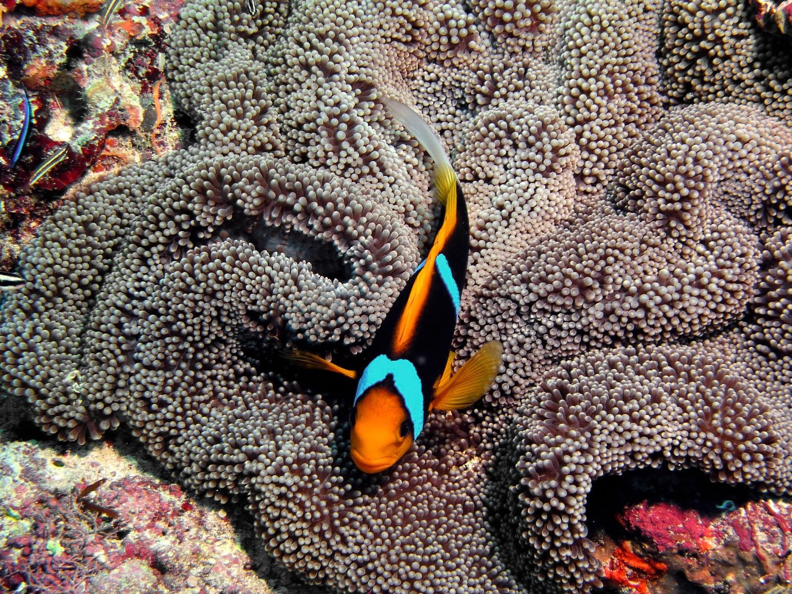 Опасные рыбы океанов. Мурена Бали. Мурена в индийском океане. Рыбы Атлантического океана. Обитатели Тихого океана.