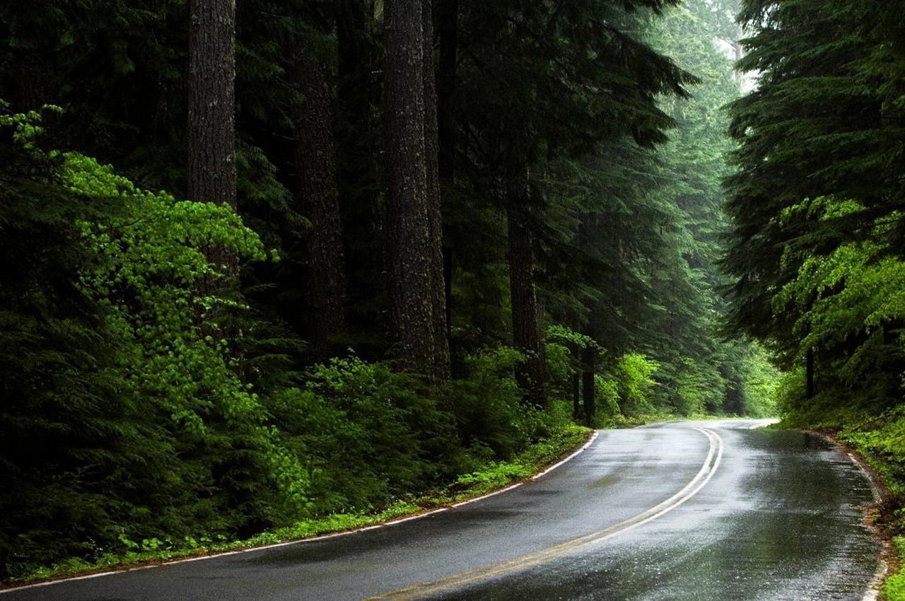 Дорога хвойную. Штат Форкс природа. Форкс США лес. Вашингтон Форкс природа. Форкс штат Вашингтон природа.