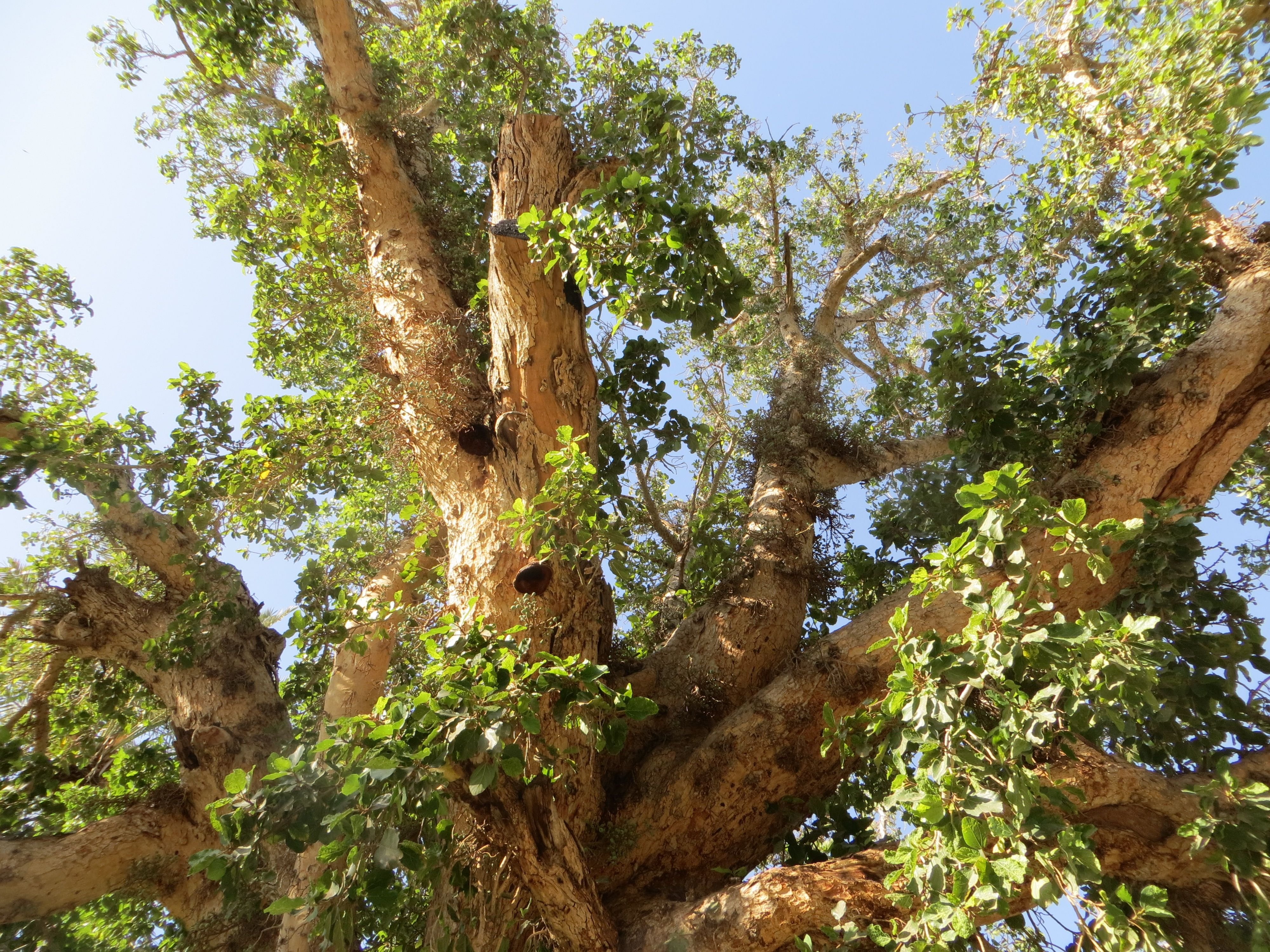 Сикомора дерево. Ficus sycomorus фикус сикомора. Сикомор, смоковница. Фиговое дерево сикомор. Египетское дерево сикомор.