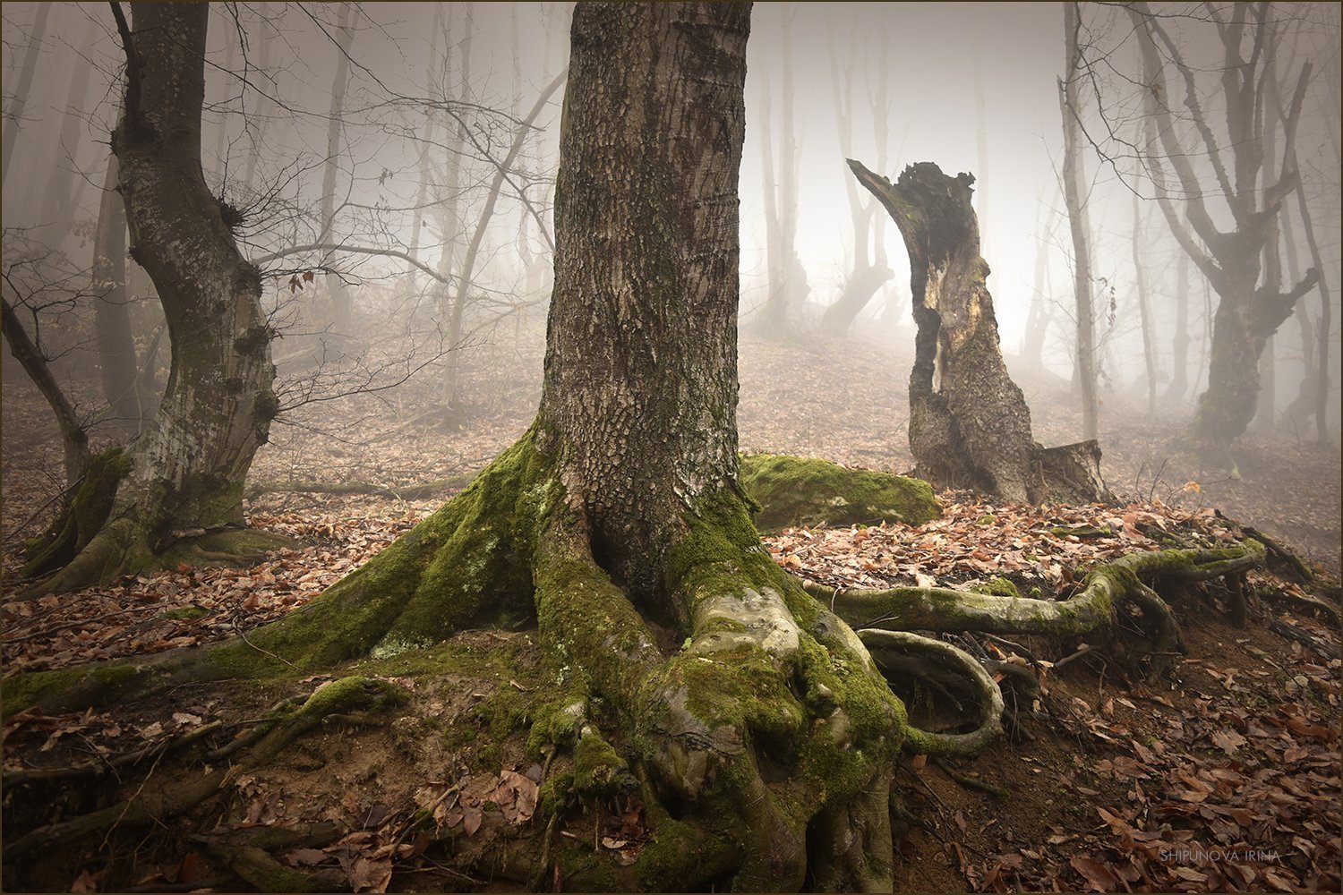 Чудища леса. Страшные Лесные существа.