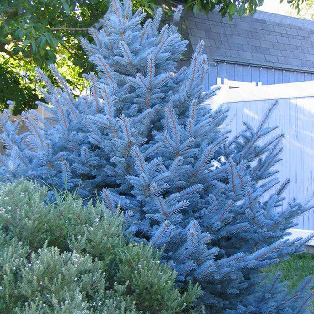 Голубая ель купить. Ель колючая Колорадо. Ель Колорадо голубая. Ель Colorado Blue Spruce. Голубая ель Беатрис Оливия.