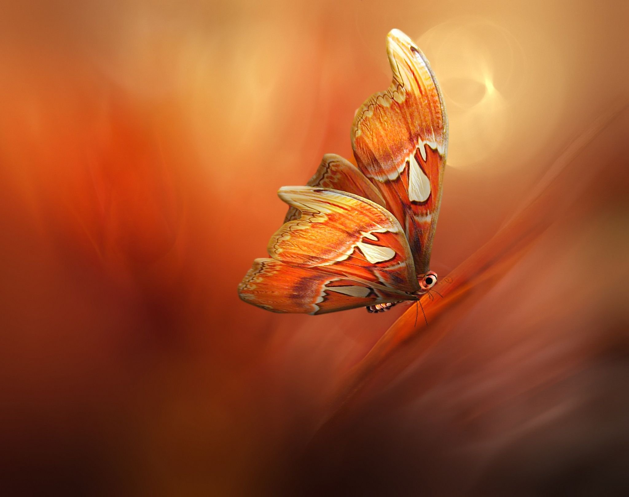 Оранжевые бабочки арт
