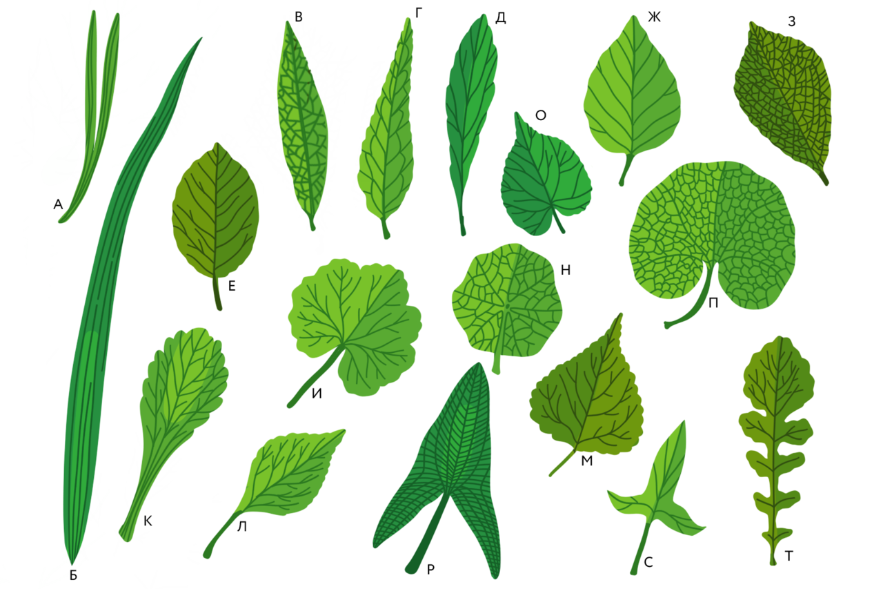 Простые листья могут быть. Гербарий жилкование листьев. Люпин жилкование листа. Листорасположение листьев липы. Ланцетовидная листовая пластинка.