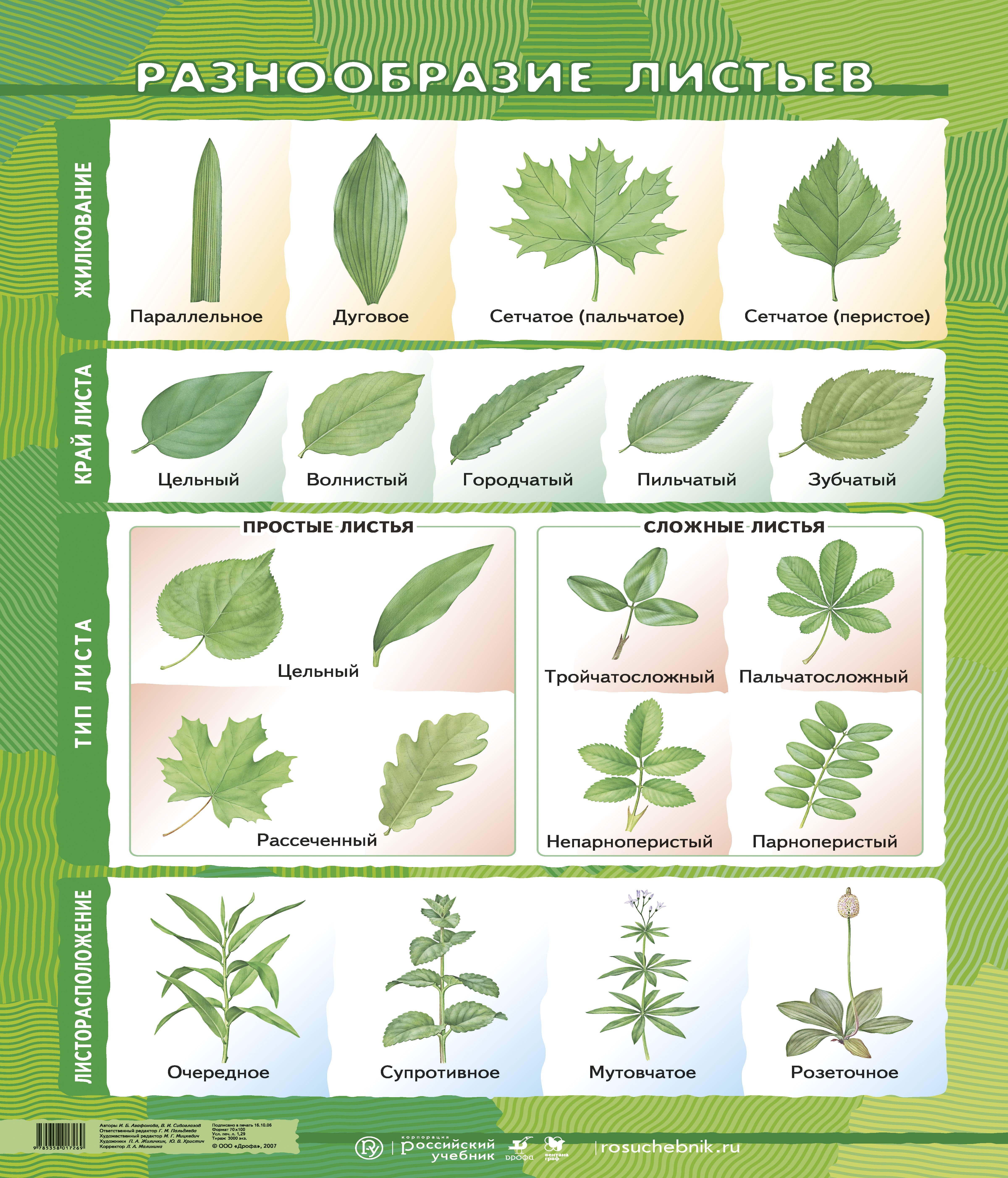 Классификация листьев по форме листовой пластинки