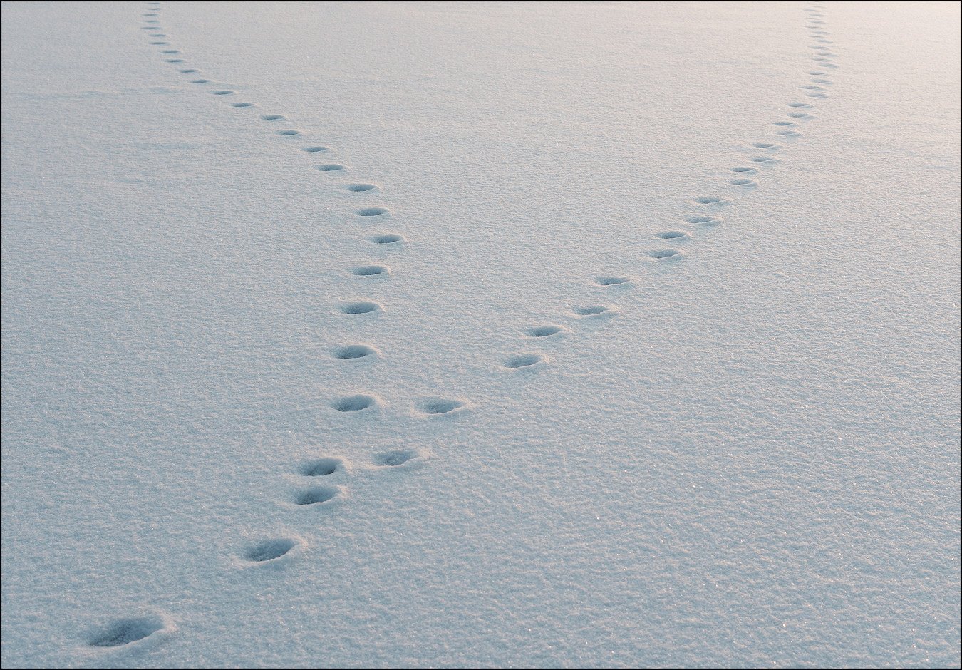 Заячьи и лисьи следы на снегу. Следы на снегу. Звериные следы на снегу. Следы лисы на снегу.