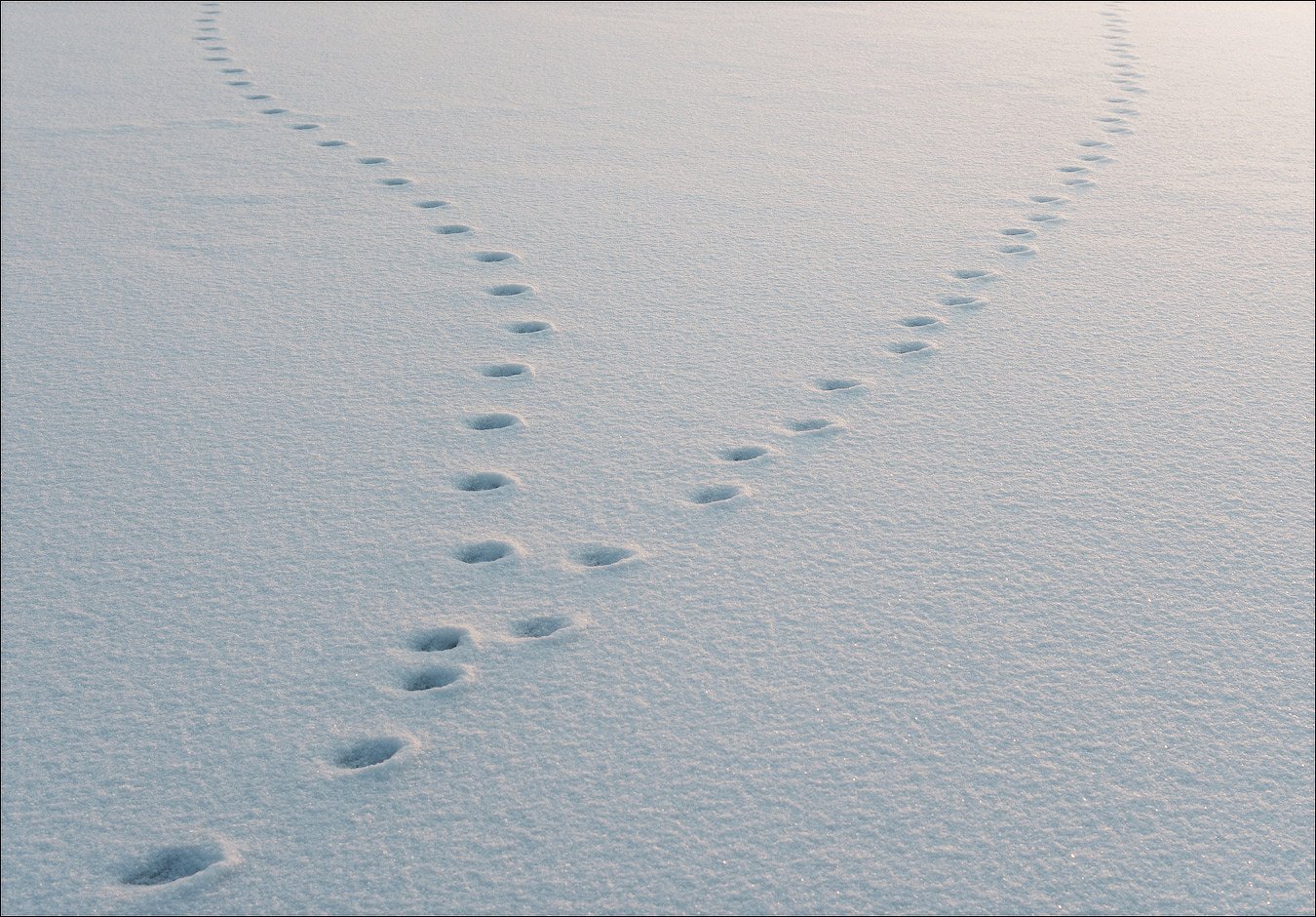 Снежные следы. Следы на снегу. Рисование следы на снегу. Следы на снегу акварелью. Следы человека на снегу.