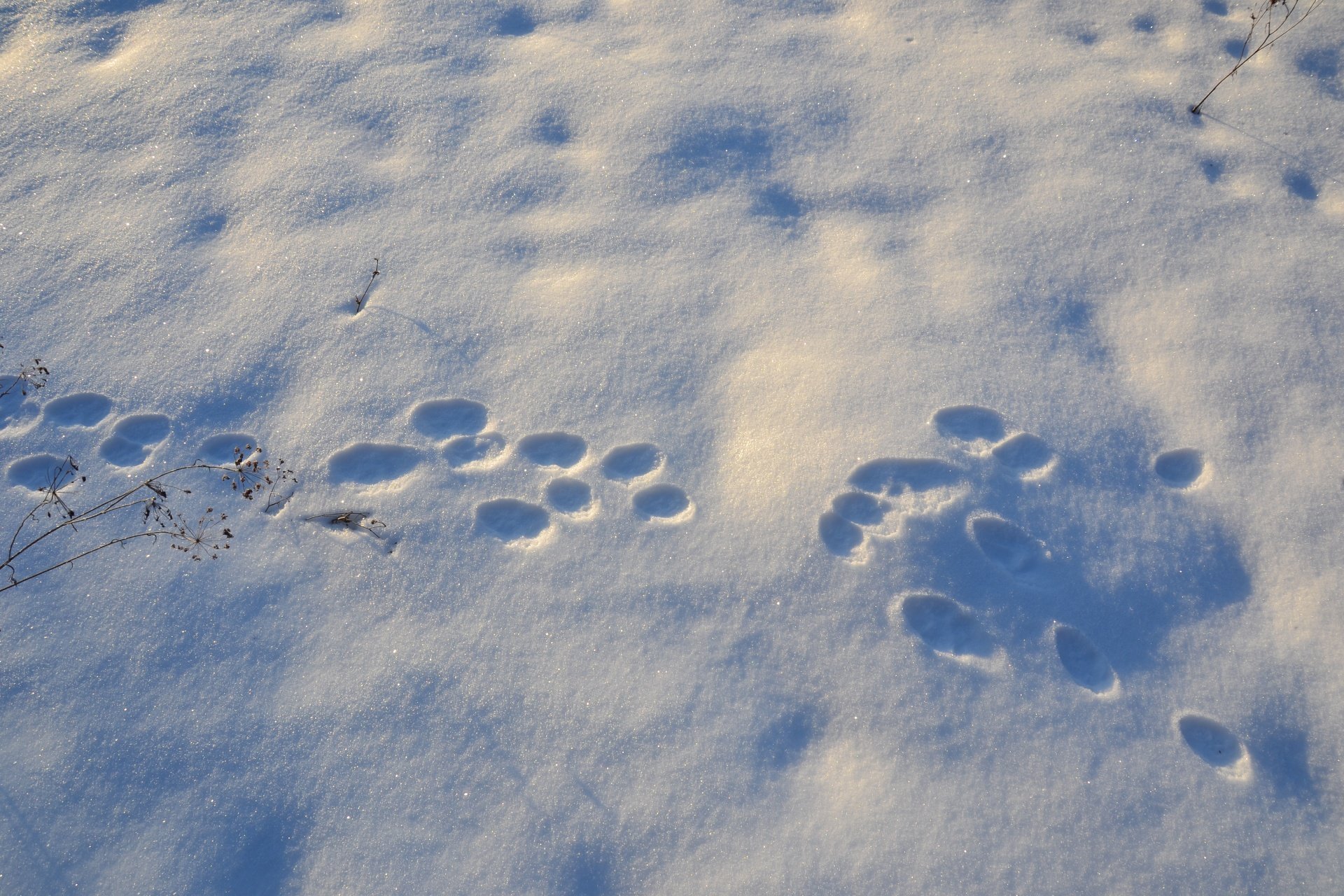 След зайца на снегу 5. Зимние следы зайца. Следы зайца беляка. Заячьи следы на снегу. Собачьи следы на снегу.