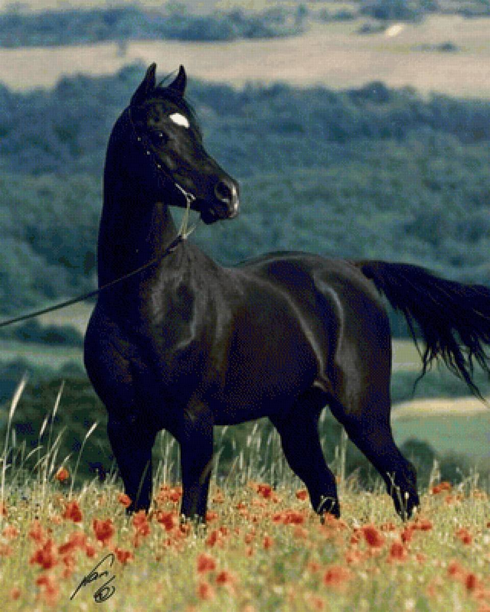 Про лошадей красивый. Вороной Мустанг иноходец. Лошадь породы Мустанг. Конь вороной Мустанг. Басуто лошадь Вороная.