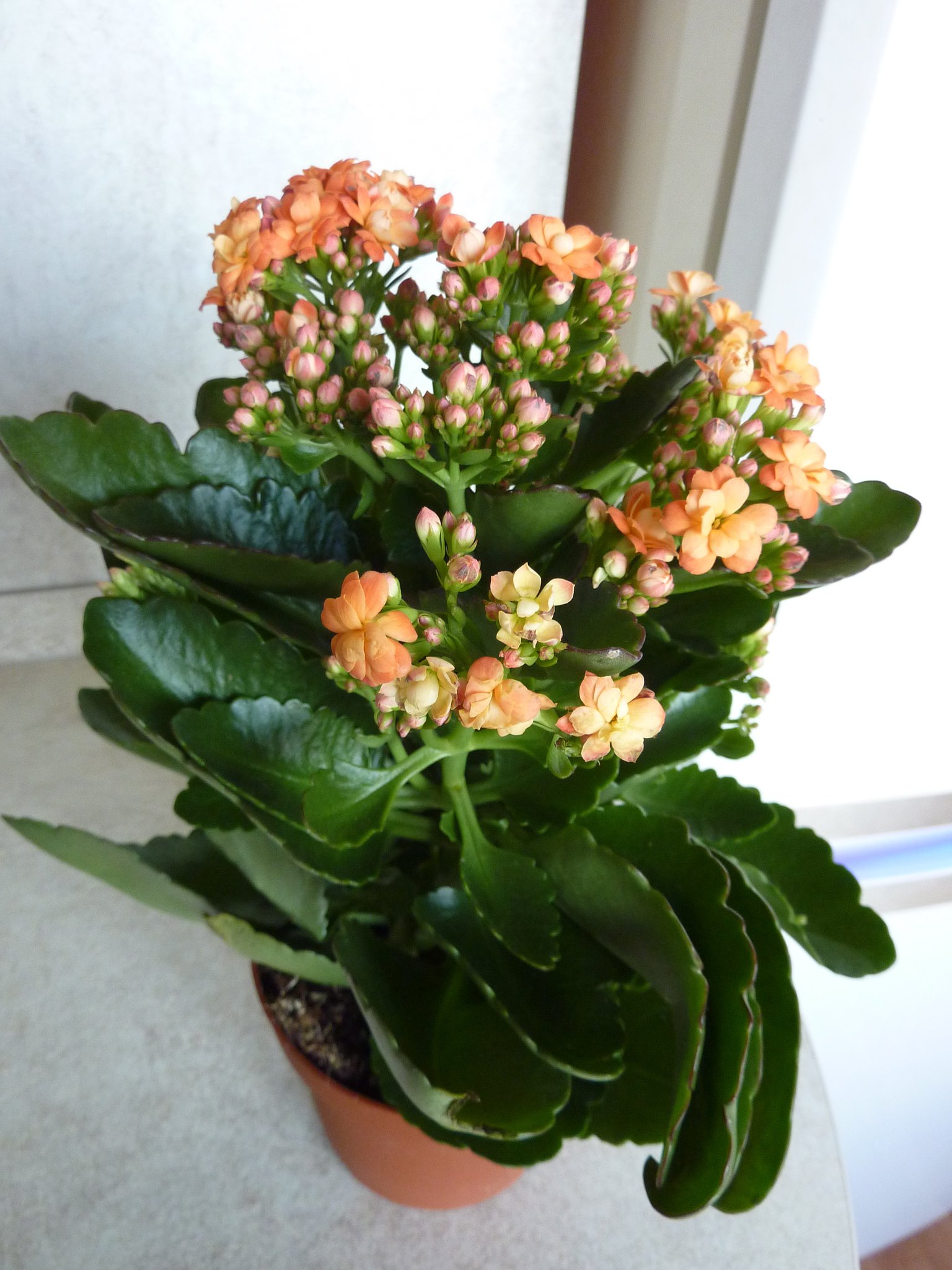 Kalanchoe blossfeldiana