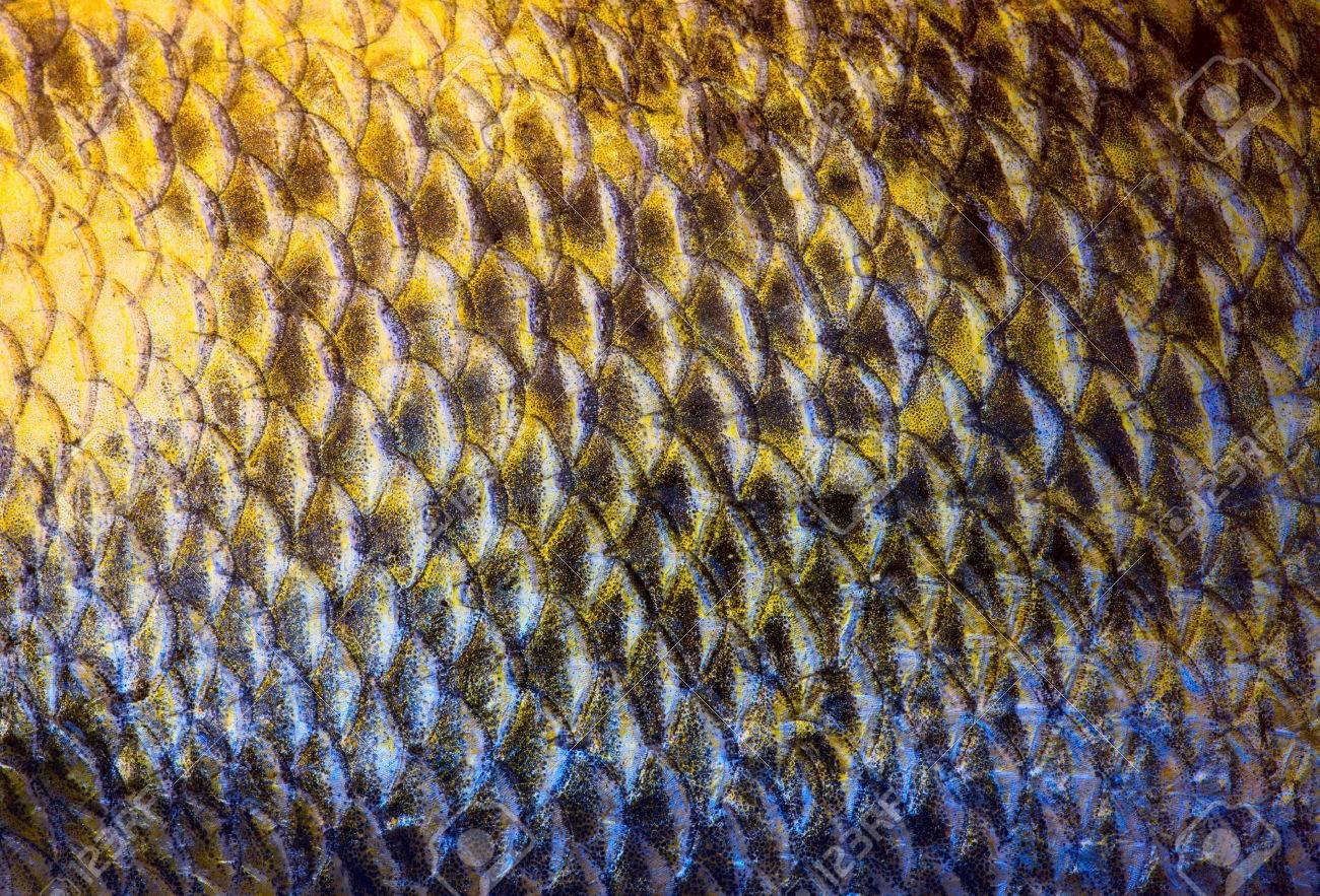 Золотая чешуя рыбы