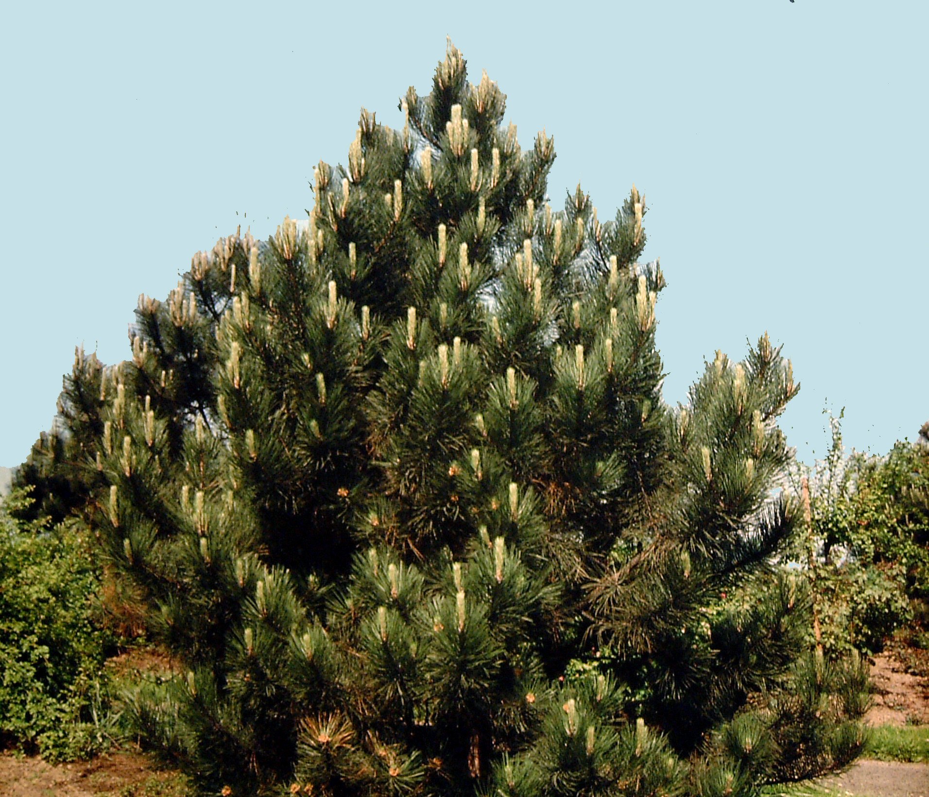 Сосна Pinus nigra