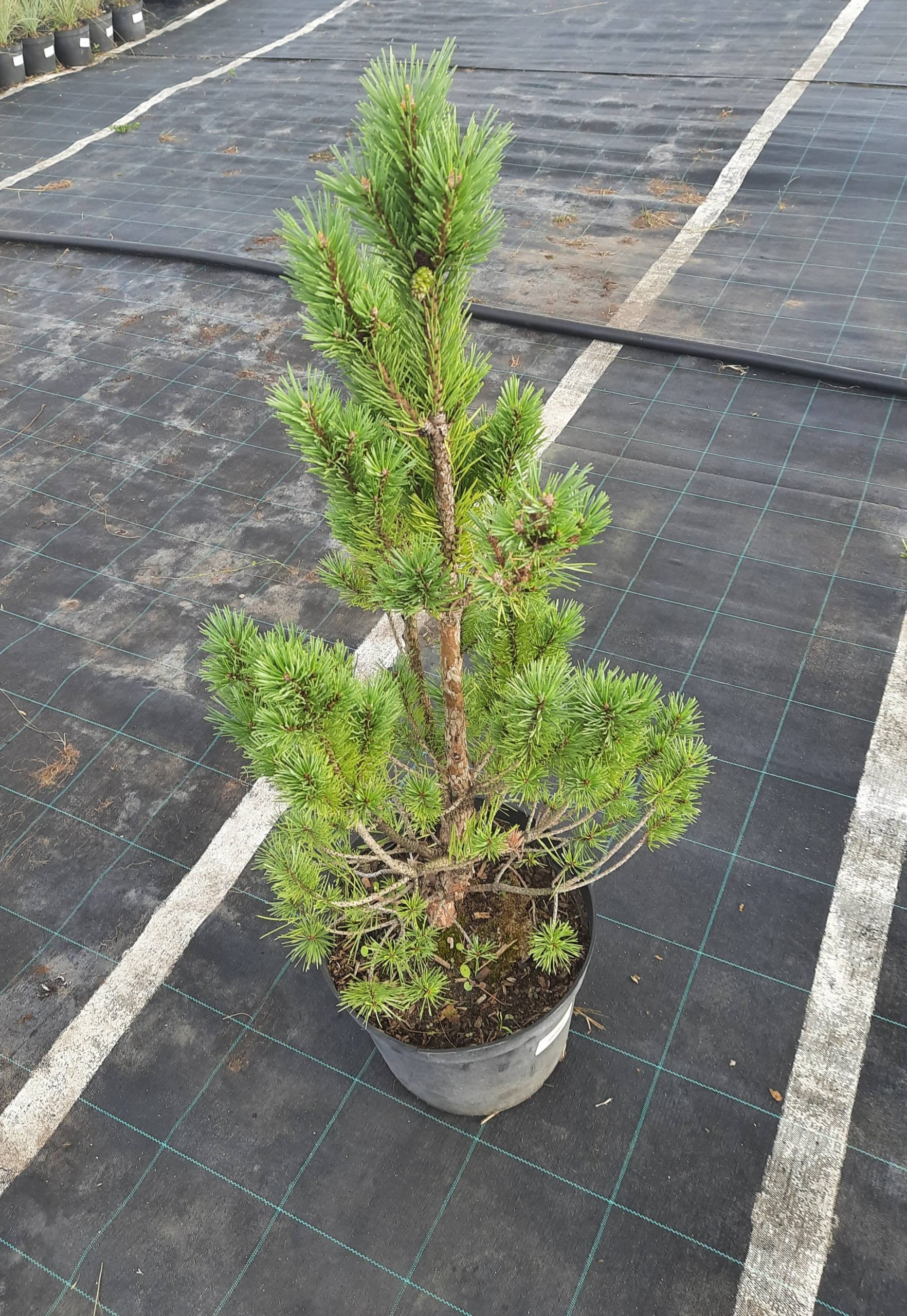 Pinus parviflora 'Fukai' c5/c7,5 10 30,17 2413,97 0,00 четырёхлетние компакта