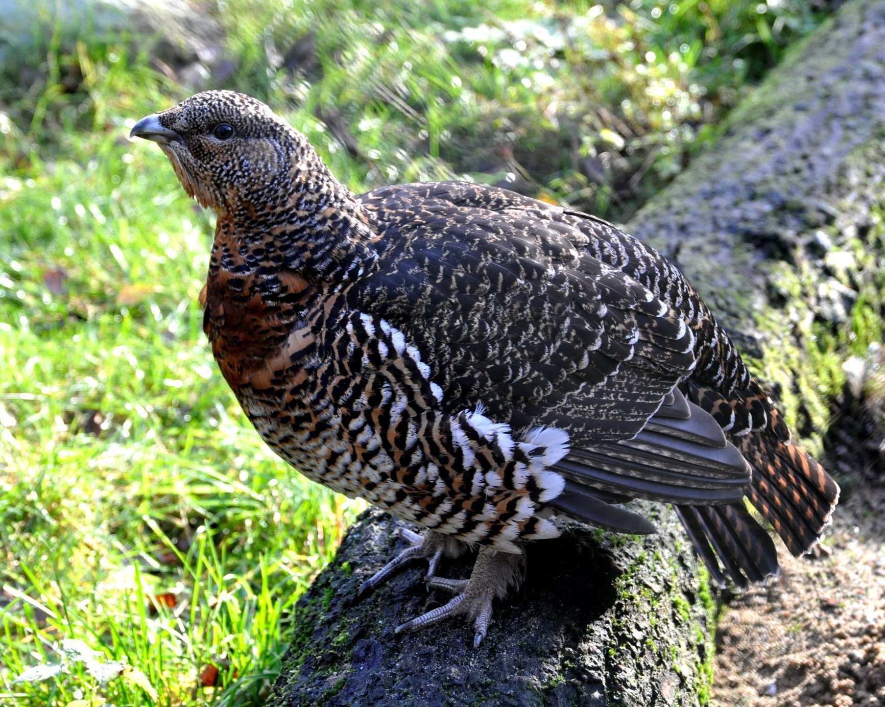 Глухарь (Tetrao urogallus)