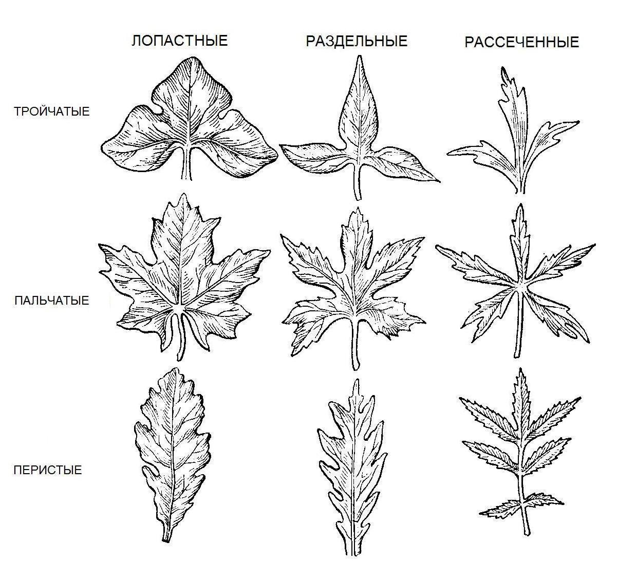 Перисто и пальчато лопастные листья