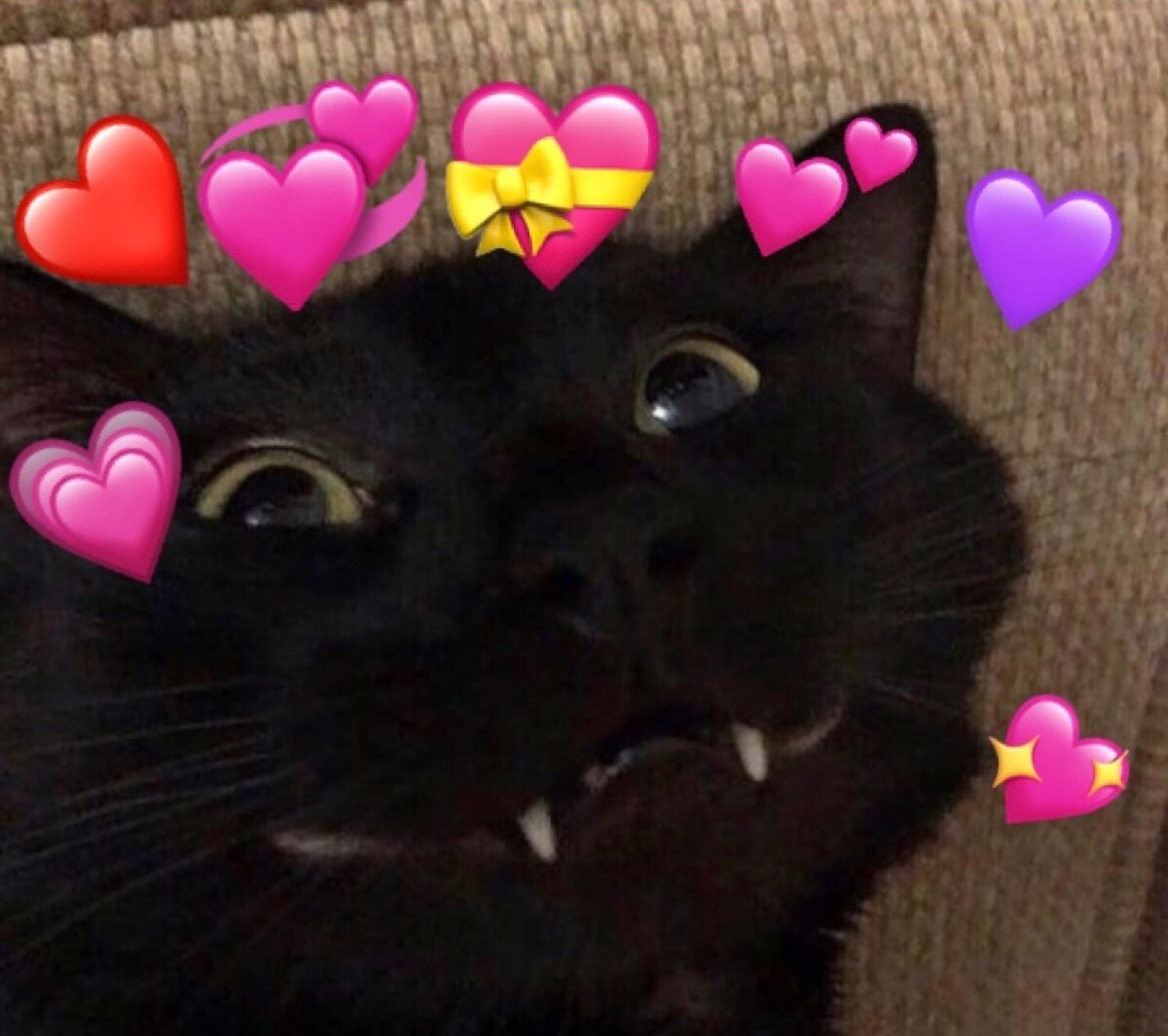 Фото на аву котик с сердечками