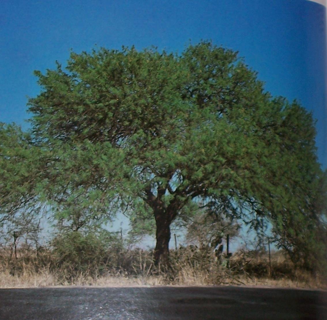 Альгарробо дерево скульптура