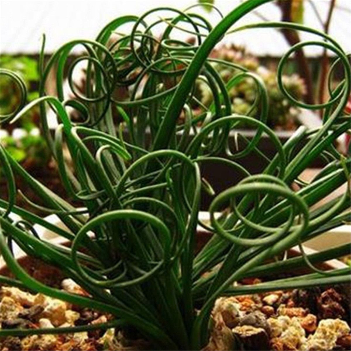 Спиральная трава (Moraea tortilis)