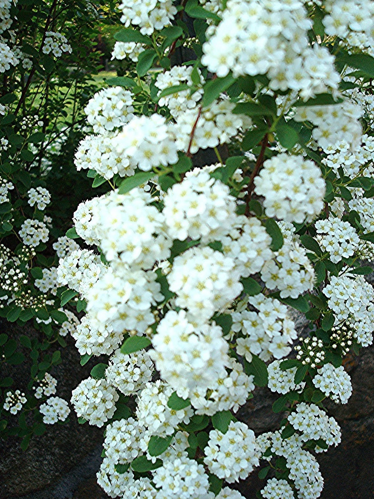 Спирея Bridal Wreath