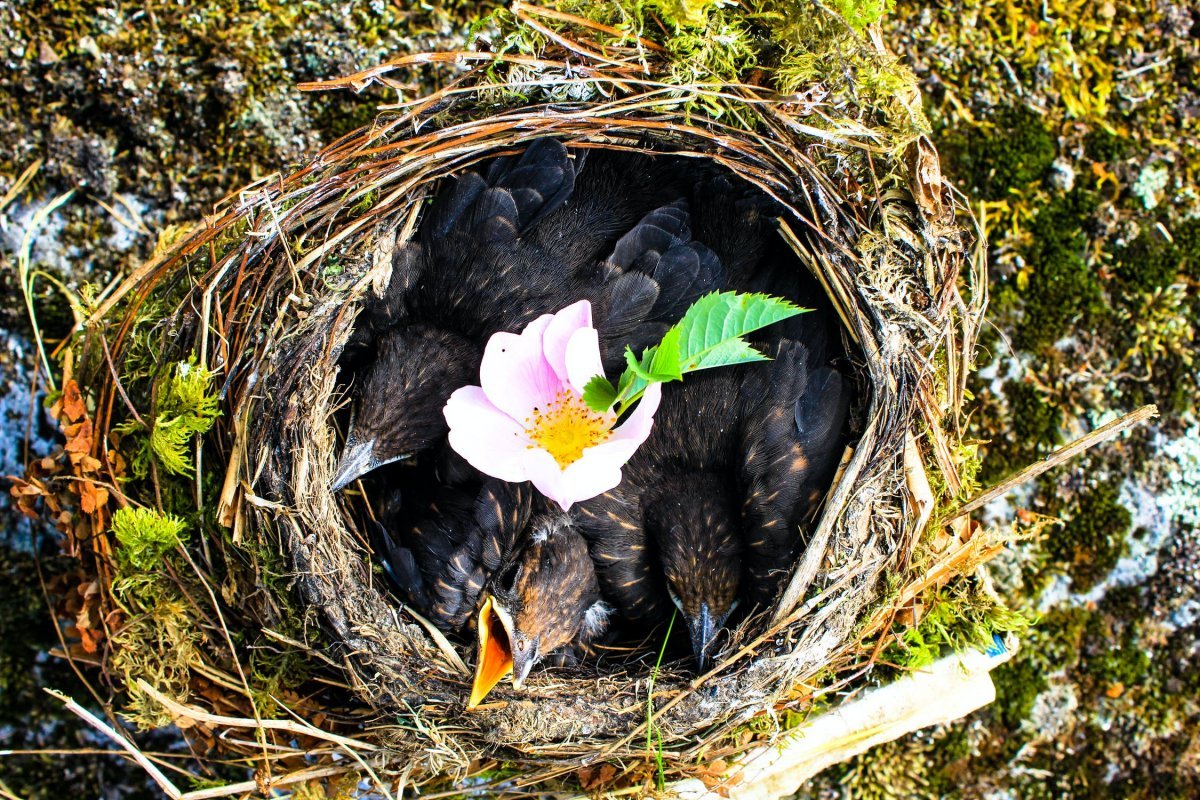 Гнездо птицы