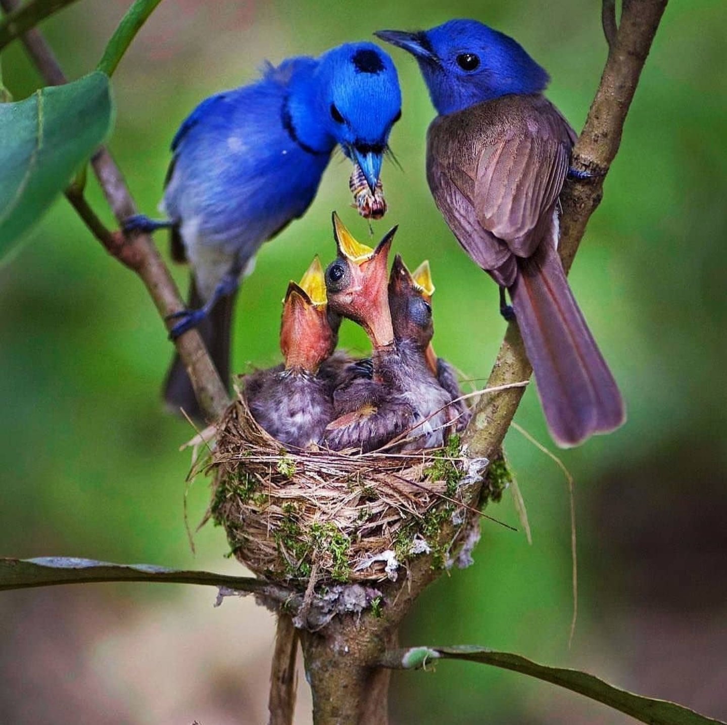 Как заботиться о птицах. Птица гнездовик. Синяя мухоловка. Красивые птички. Яркие птицы.