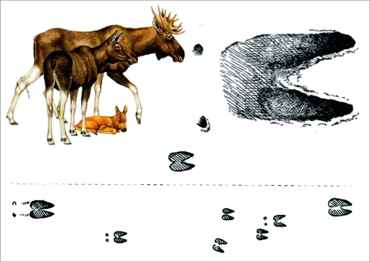 След лося. Следы лося. Следы животных Лось. Следы копытных диких животных. Следы копытных животных.